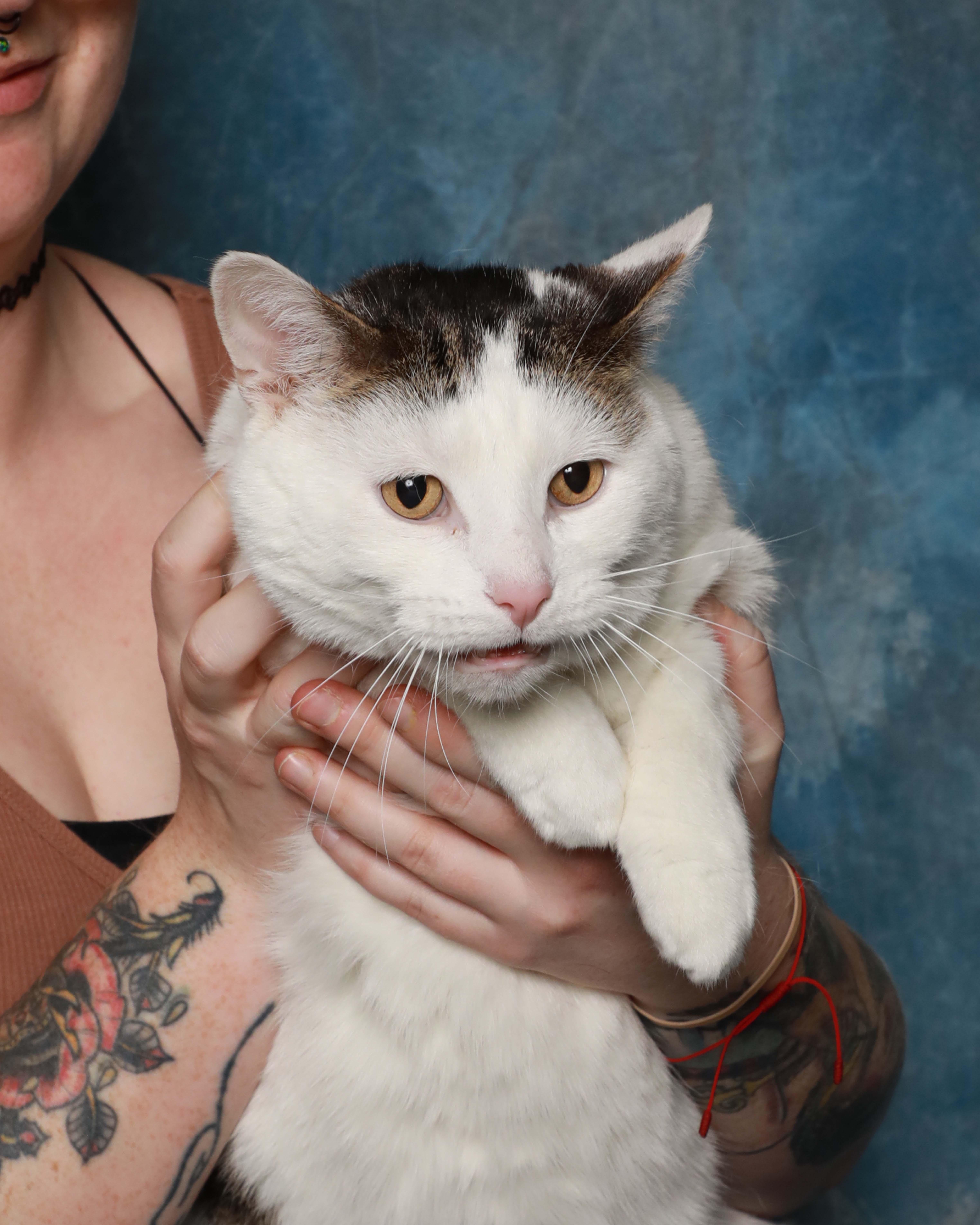 Enlarge Buda, a ADOPTABLE Domestic Medium Hair in Rock Falls, IL image 2/3