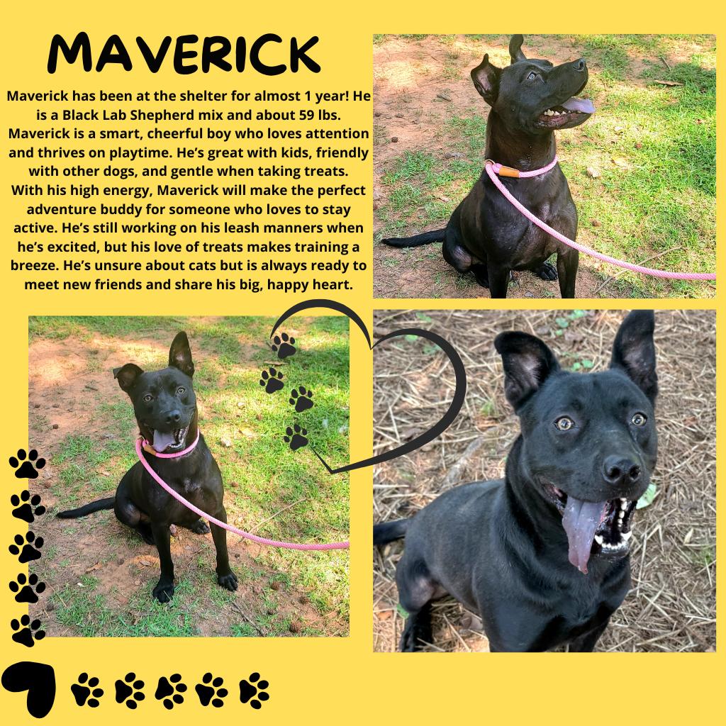 Maverick, a Adoptable mixed breed in Valley, AL image 1/6