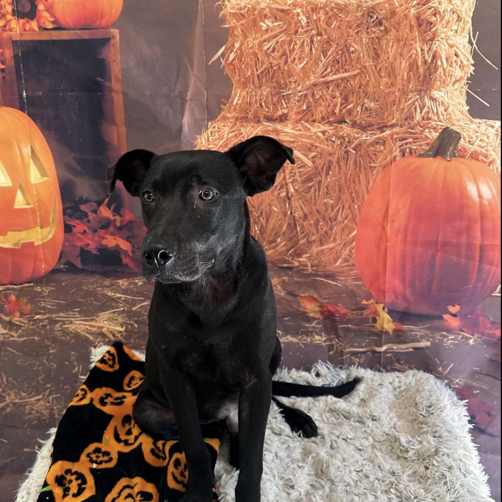 Maverick, a Adoptable mixed breed in Valley, AL image 2/6