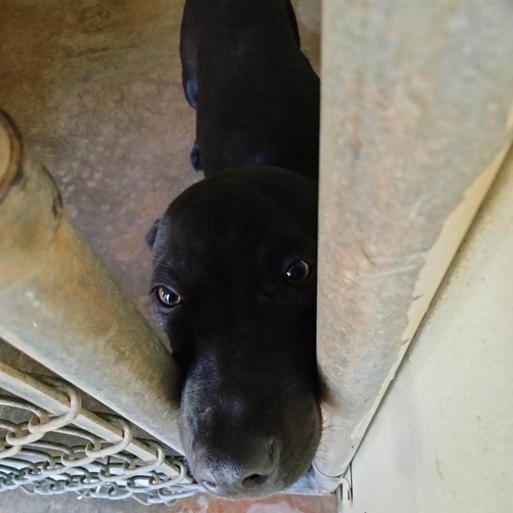 Enlarge Maverick, a Adoptable mixed breed in Valley, AL image 5/6