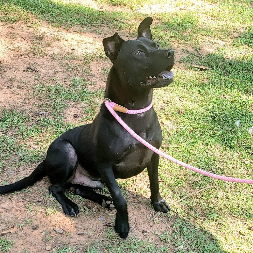 Maverick, a Adoptable mixed breed in Valley, AL image 4/6