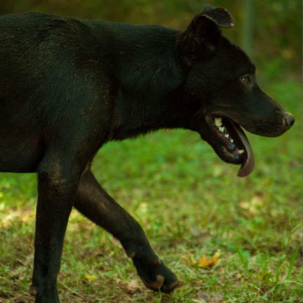 Maverick, a Adoptable mixed breed in Valley, AL image 5/6