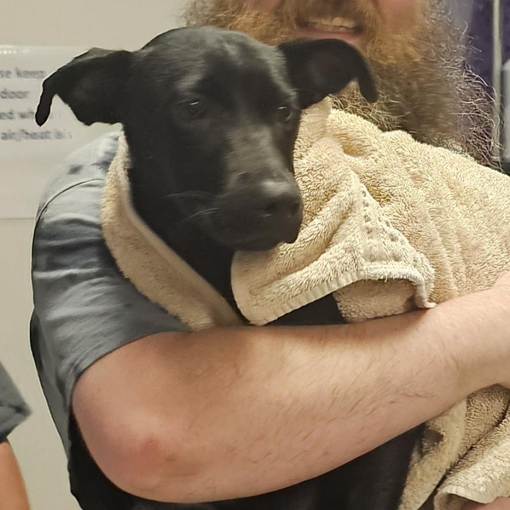 Maverick, a Adoptable mixed breed in Valley, AL image 6/6