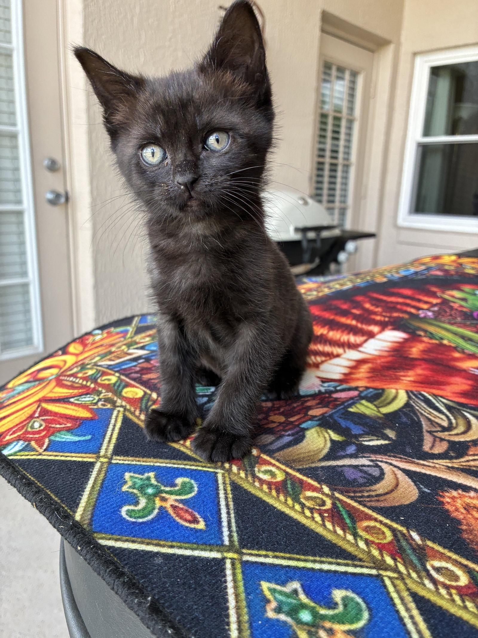 Treasure, Adoptable, Kitten Female American Shorthair.