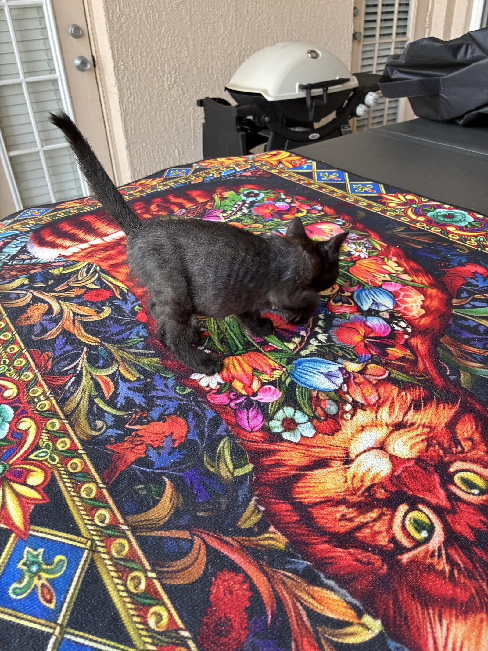 Enlarge Treasure, a Adoptable American Shorthair in Orlando, FL image 2/3