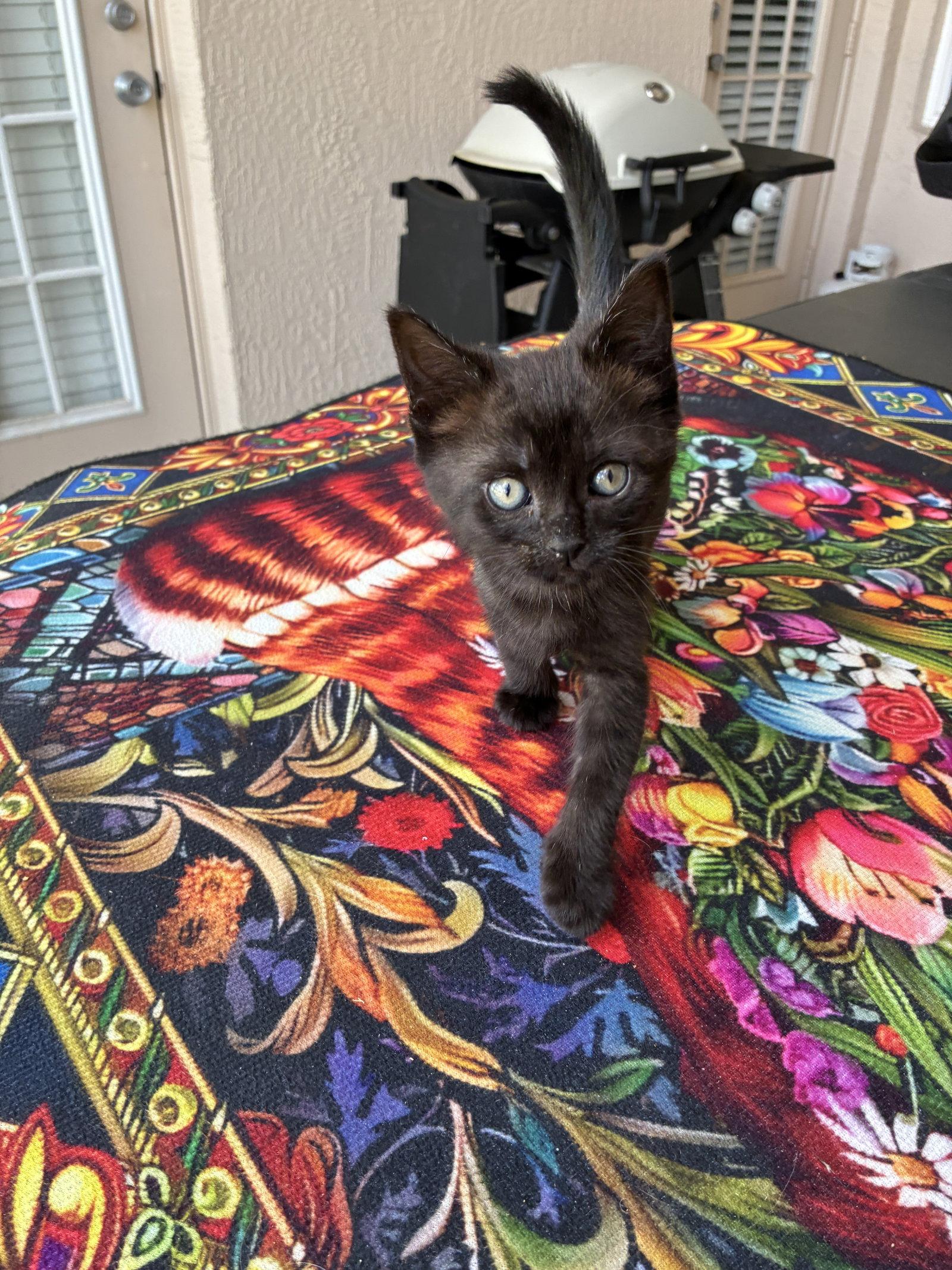 Enlarge Treasure, a Adoptable American Shorthair in Orlando, FL image 3/3