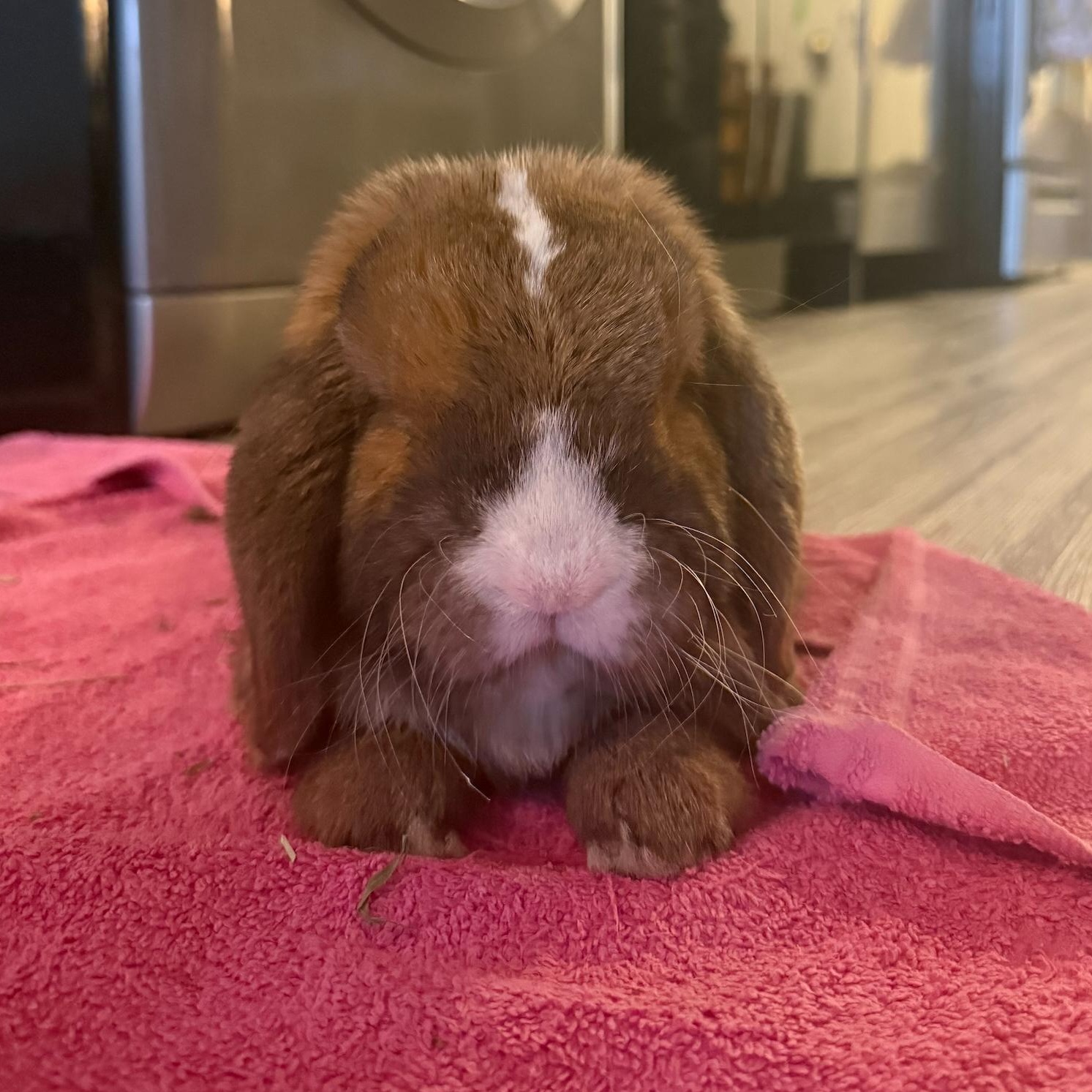 Pecan, a ADOPTABLE Lop Eared in Cambridge, ON image 2/5
