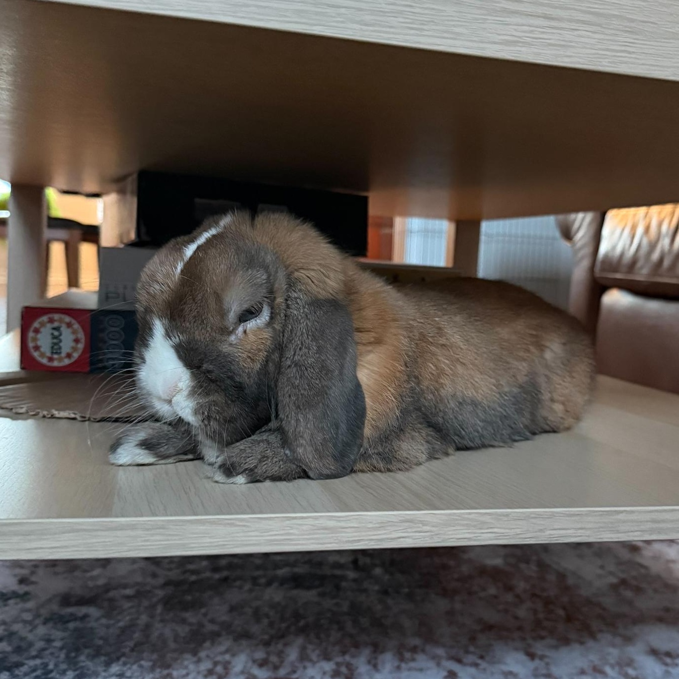 Pecan, a ADOPTABLE Lop Eared in Cambridge, ON image 4/5