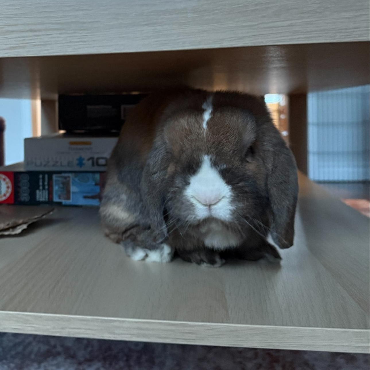 Pecan, a ADOPTABLE Lop Eared in Cambridge, ON image 5/5