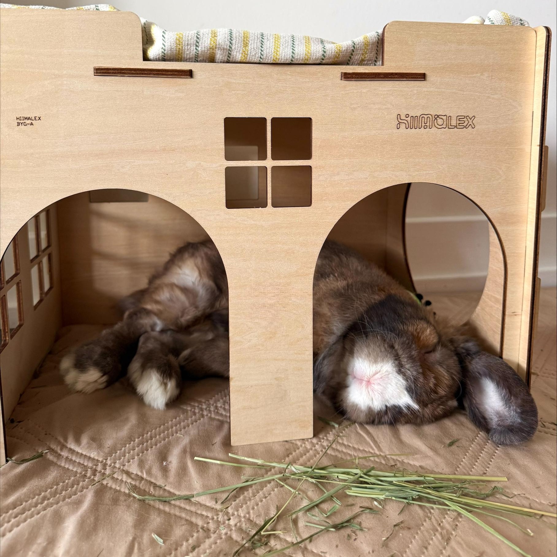 Pecan, a ADOPTABLE Lop Eared in Cambridge, ON image 3/5