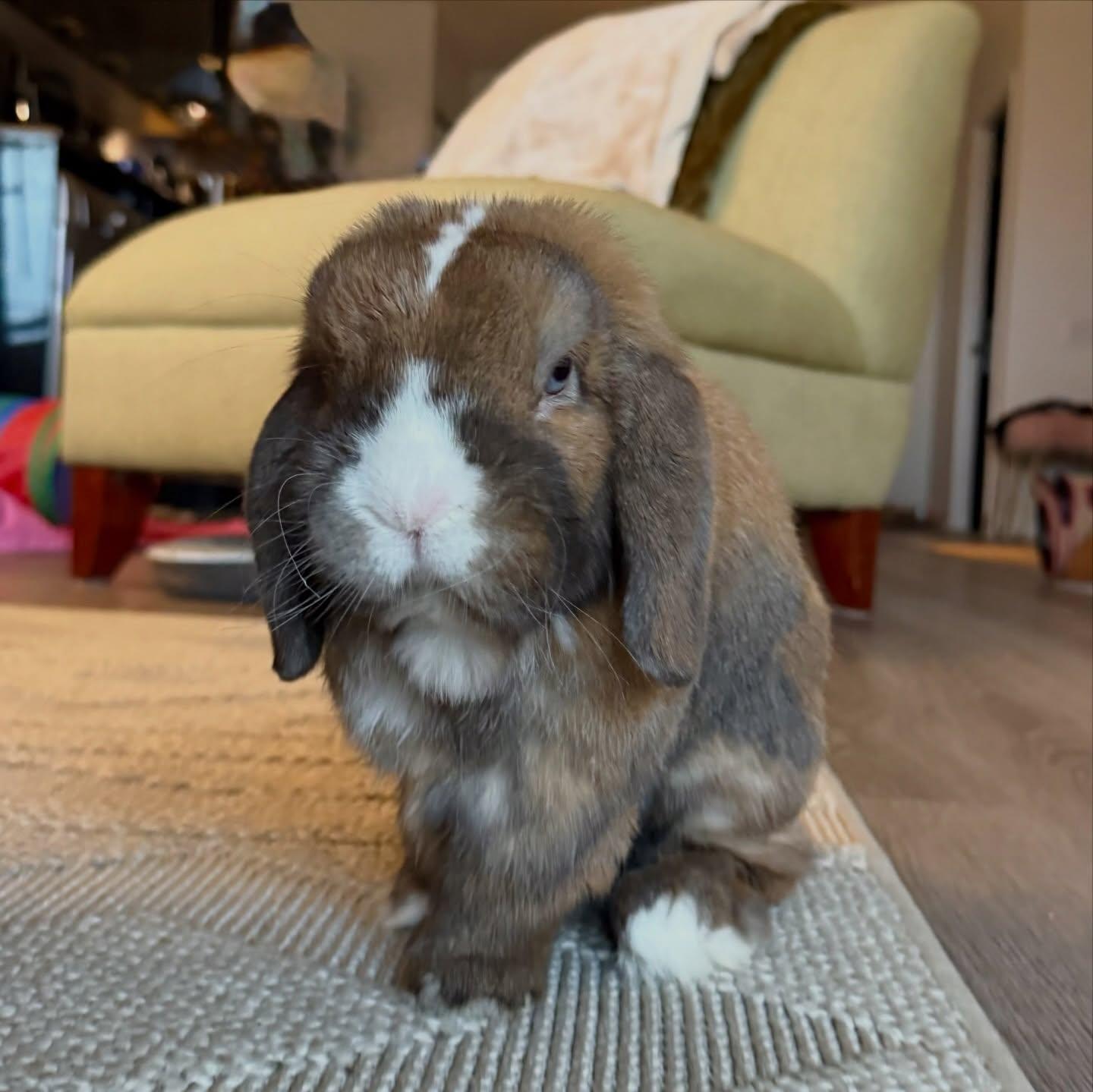 Pecan, a ADOPTABLE Lop Eared in Cambridge, ON image 1/5