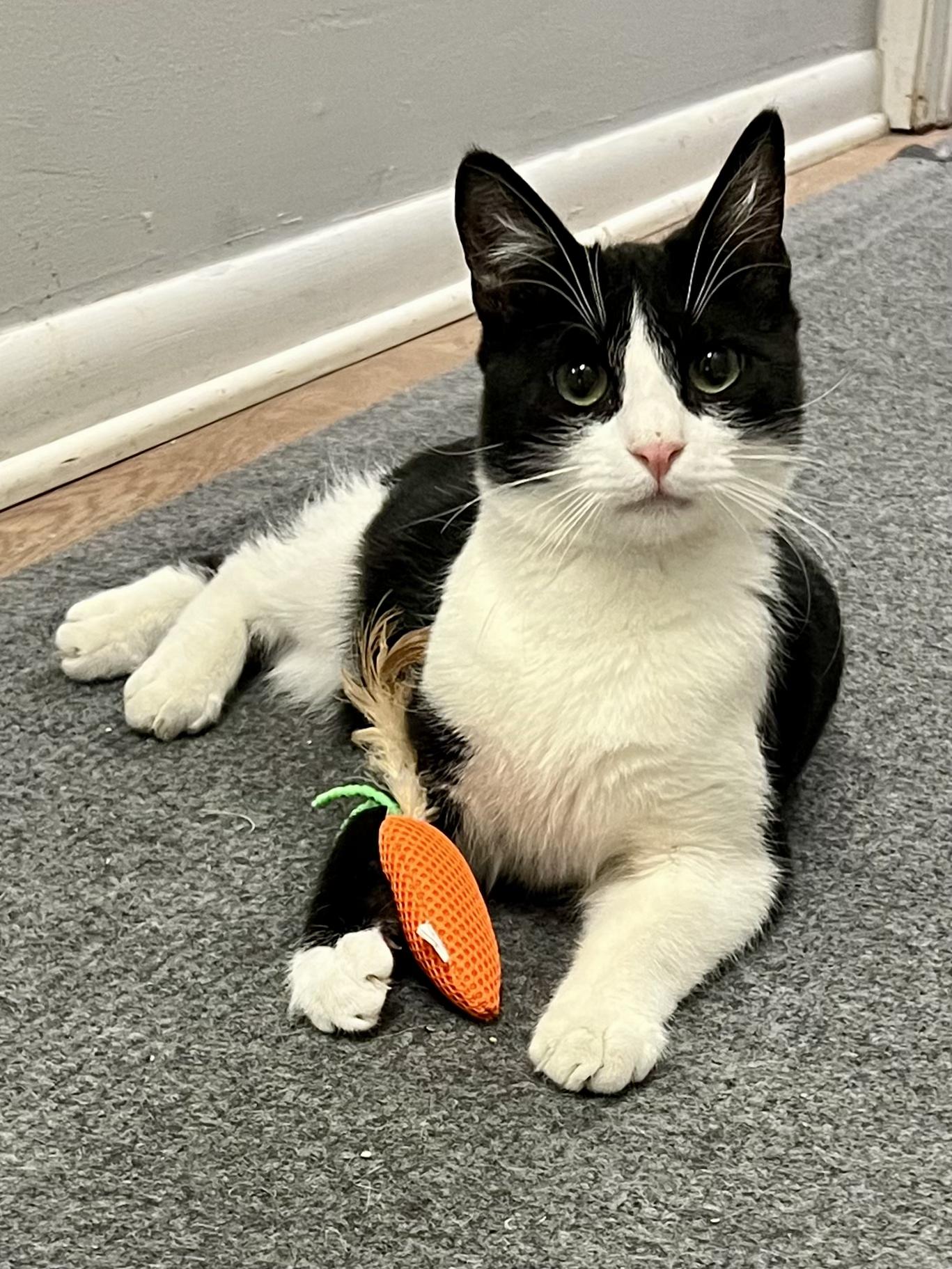 Enlarge Jack, a Adoptable Domestic Short Hair in Warminster, PA image 2/6