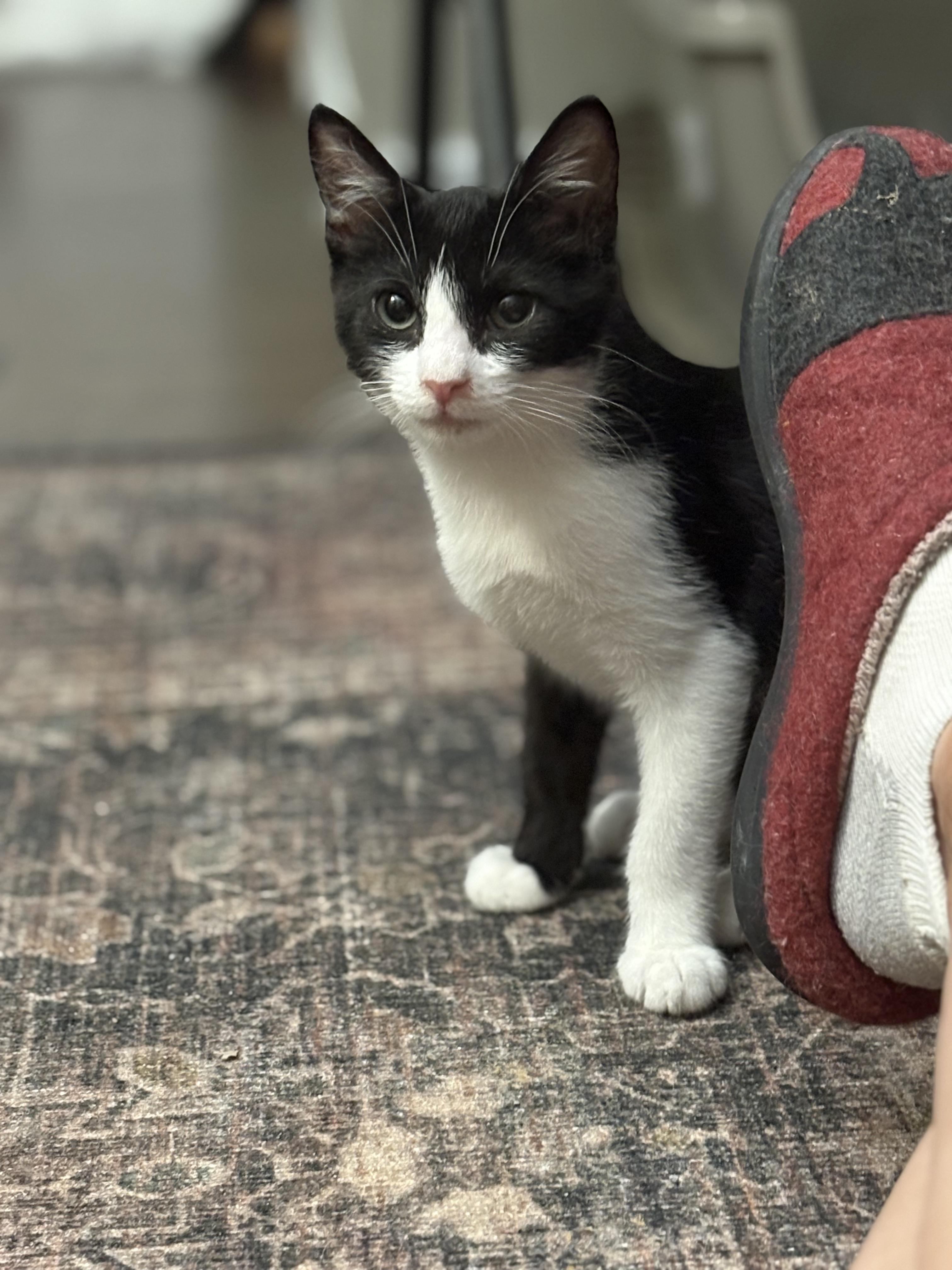 Enlarge Jack, a Adoptable Domestic Short Hair in Warminster, PA image 5/5