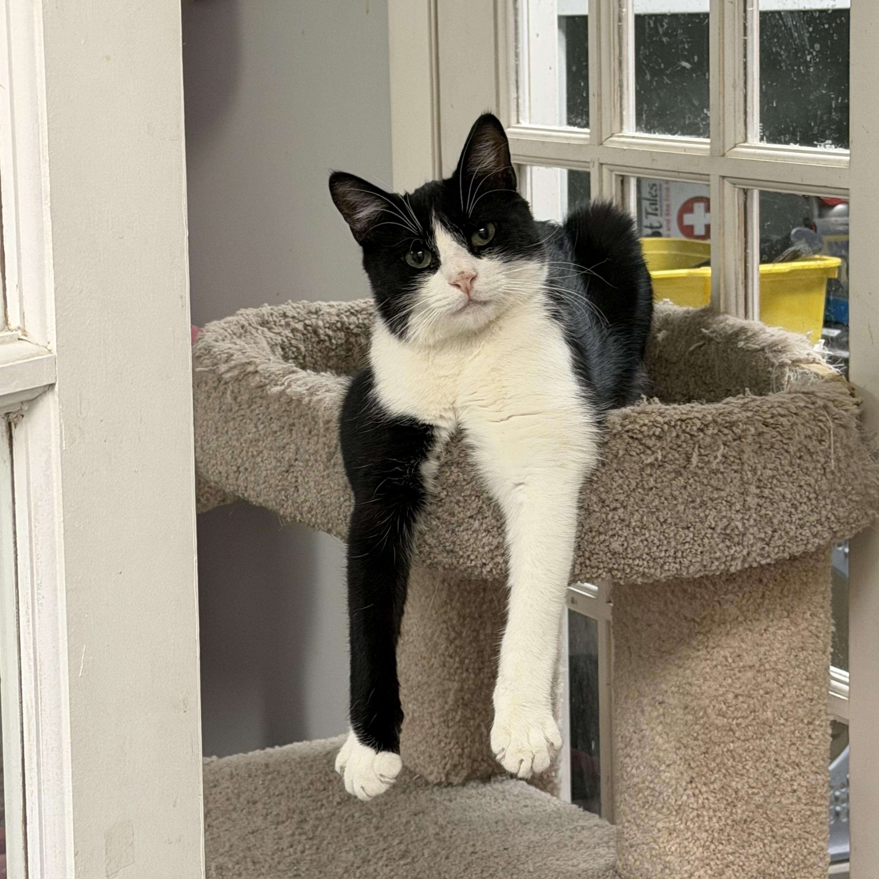 Jack, Adoptable, Young Male Domestic Short Hair.