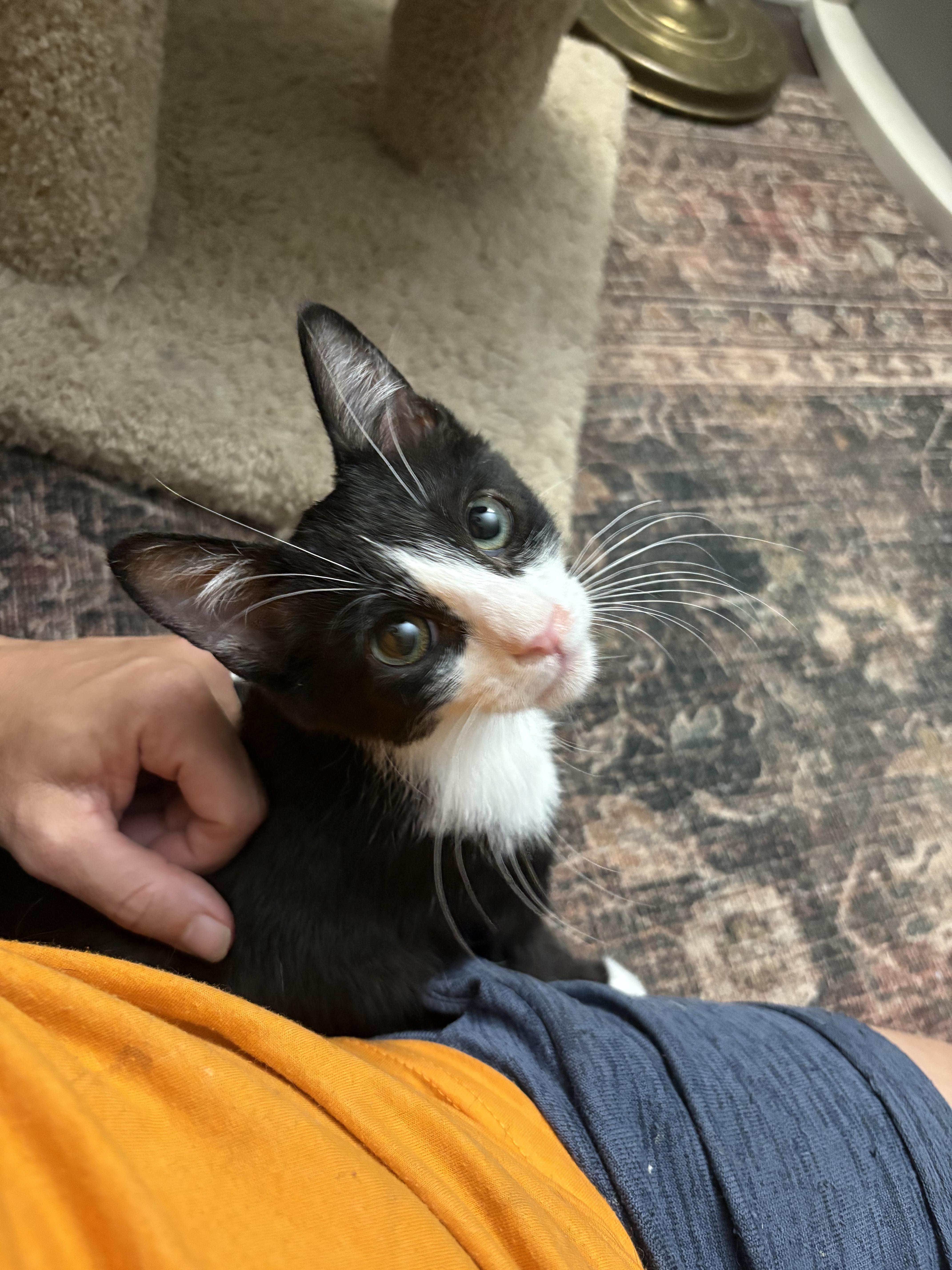 Enlarge Jack, a Adoptable Domestic Short Hair in Warminster, PA image 4/5