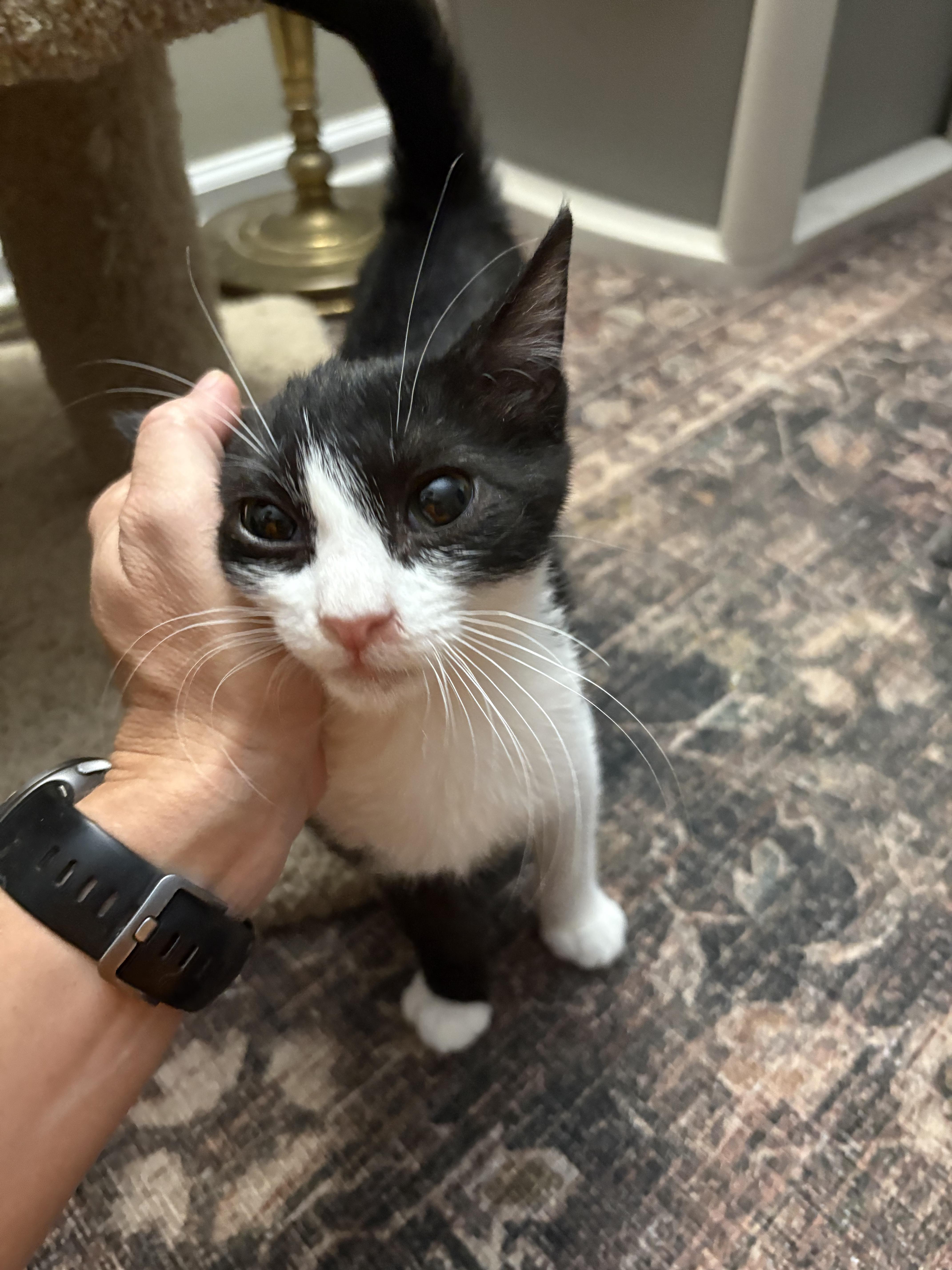 Jack, Adoptable, Young Male Domestic Short Hair.