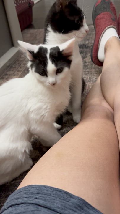 Enlarge Jack, a Adoptable Domestic Short Hair in Warminster, PA video 2/5