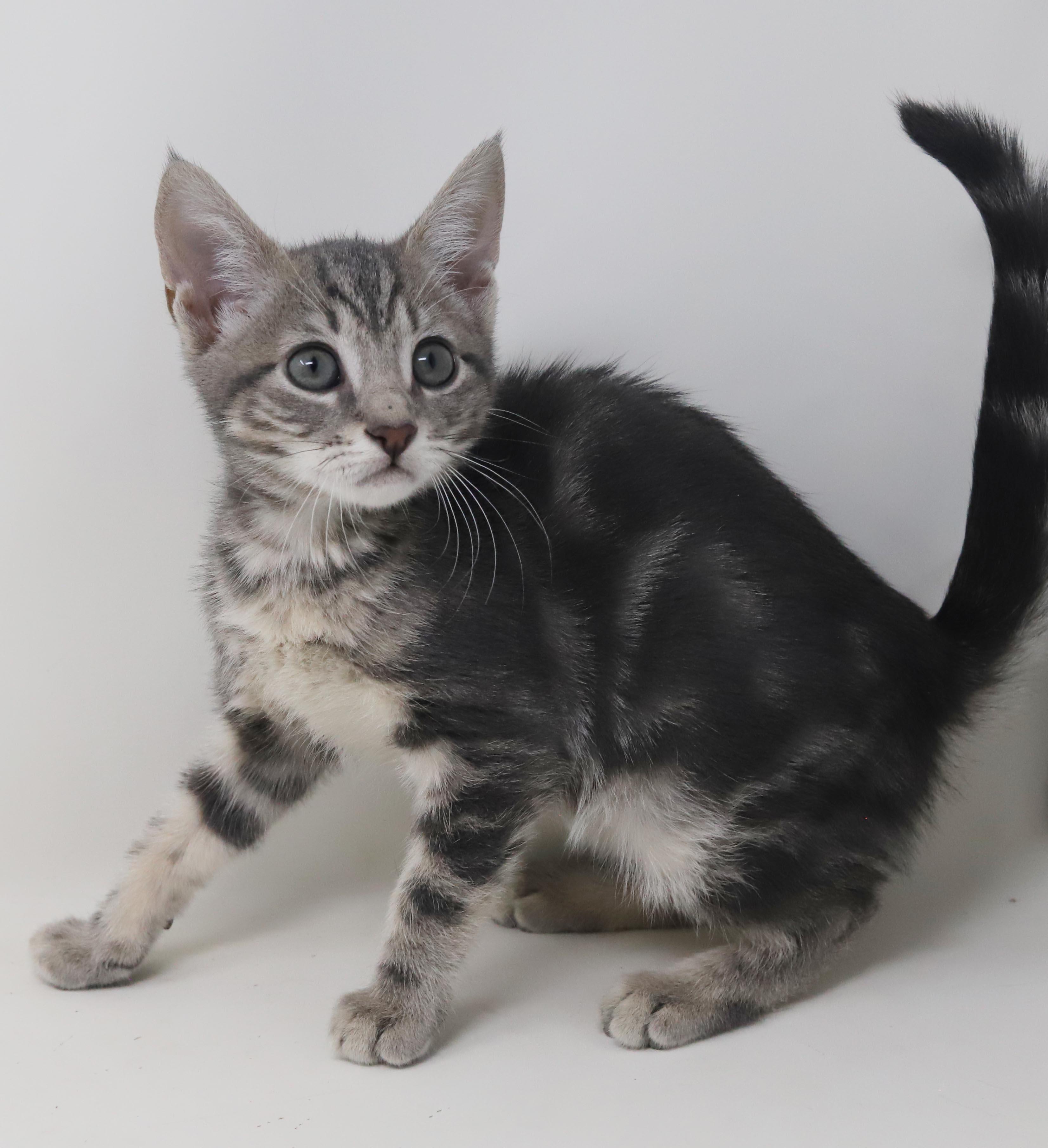 Enlarge Paisley is so pretty petite silvery and SUPER SWEET, a Adoption Pending mixed breed in Bedford Hills, NY image 3/6