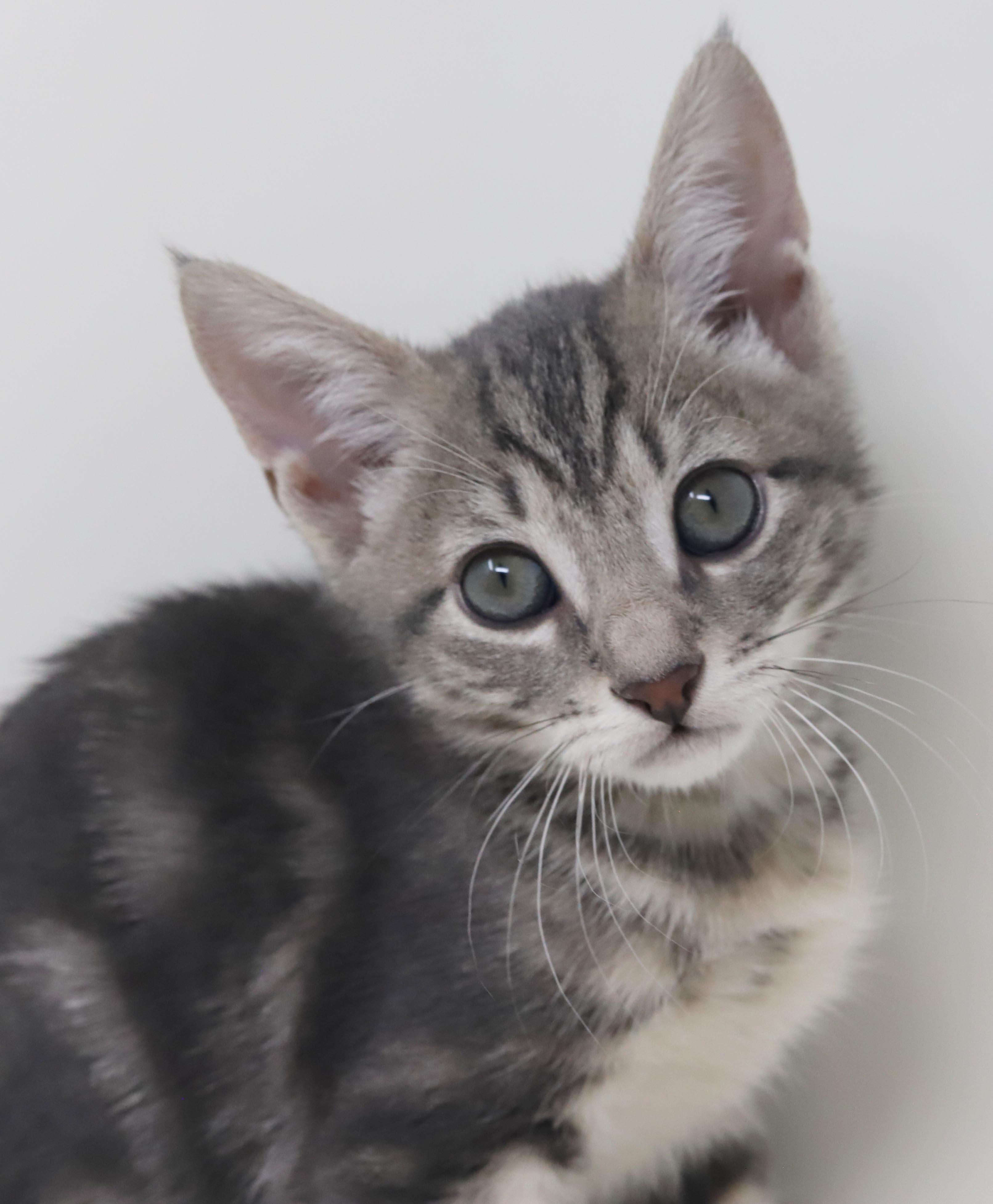 Enlarge Paisley is so pretty petite silvery and SUPER SWEET, a Adoption Pending mixed breed in Bedford Hills, NY image 1/6