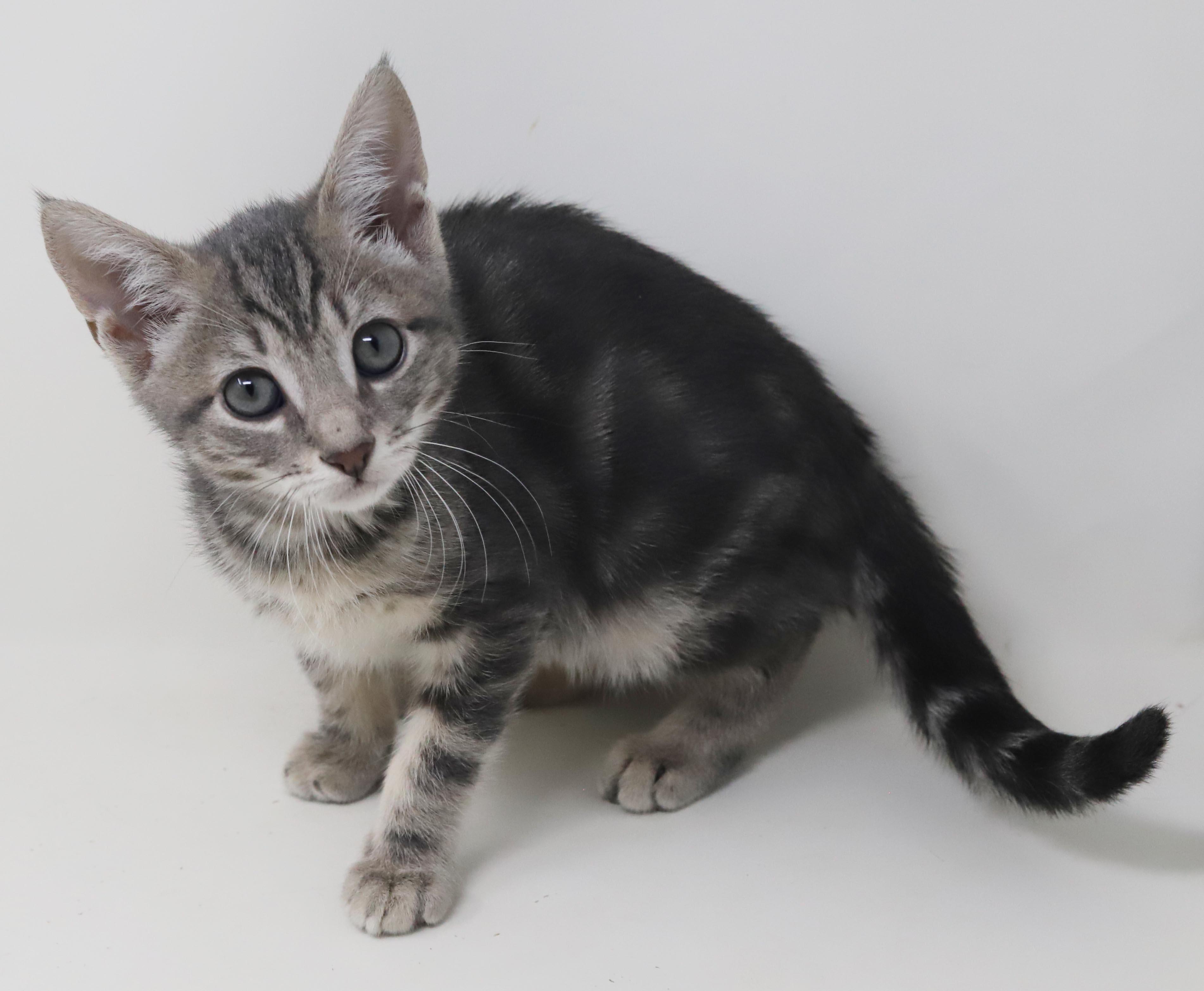 Enlarge Paisley is so pretty petite silvery and SUPER SWEET, a Adoption Pending mixed breed in Bedford Hills, NY image 4/6