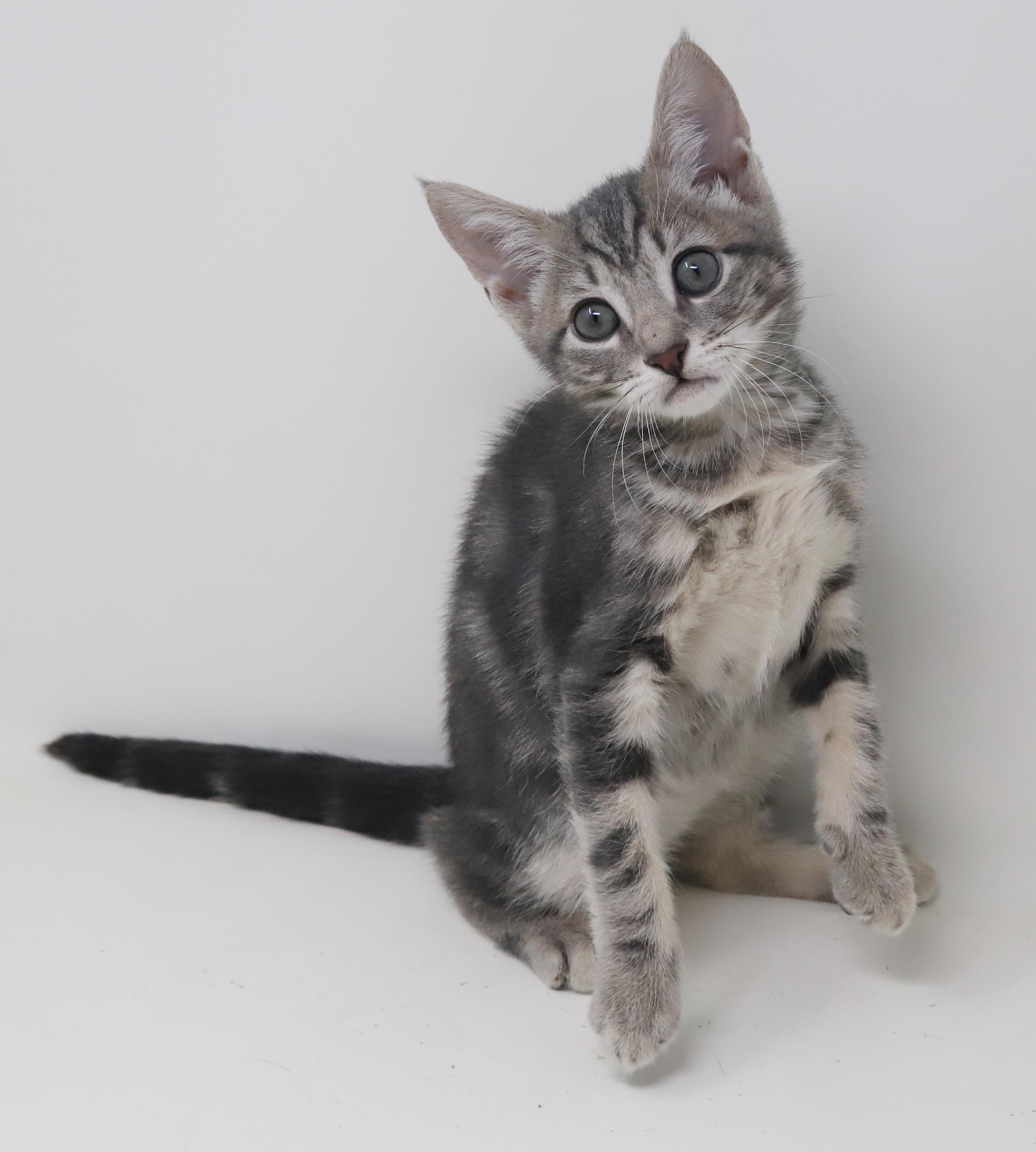 Enlarge Paisley is so pretty petite silvery and SUPER SWEET, a Adoption Pending mixed breed in Bedford Hills, NY image 2/6