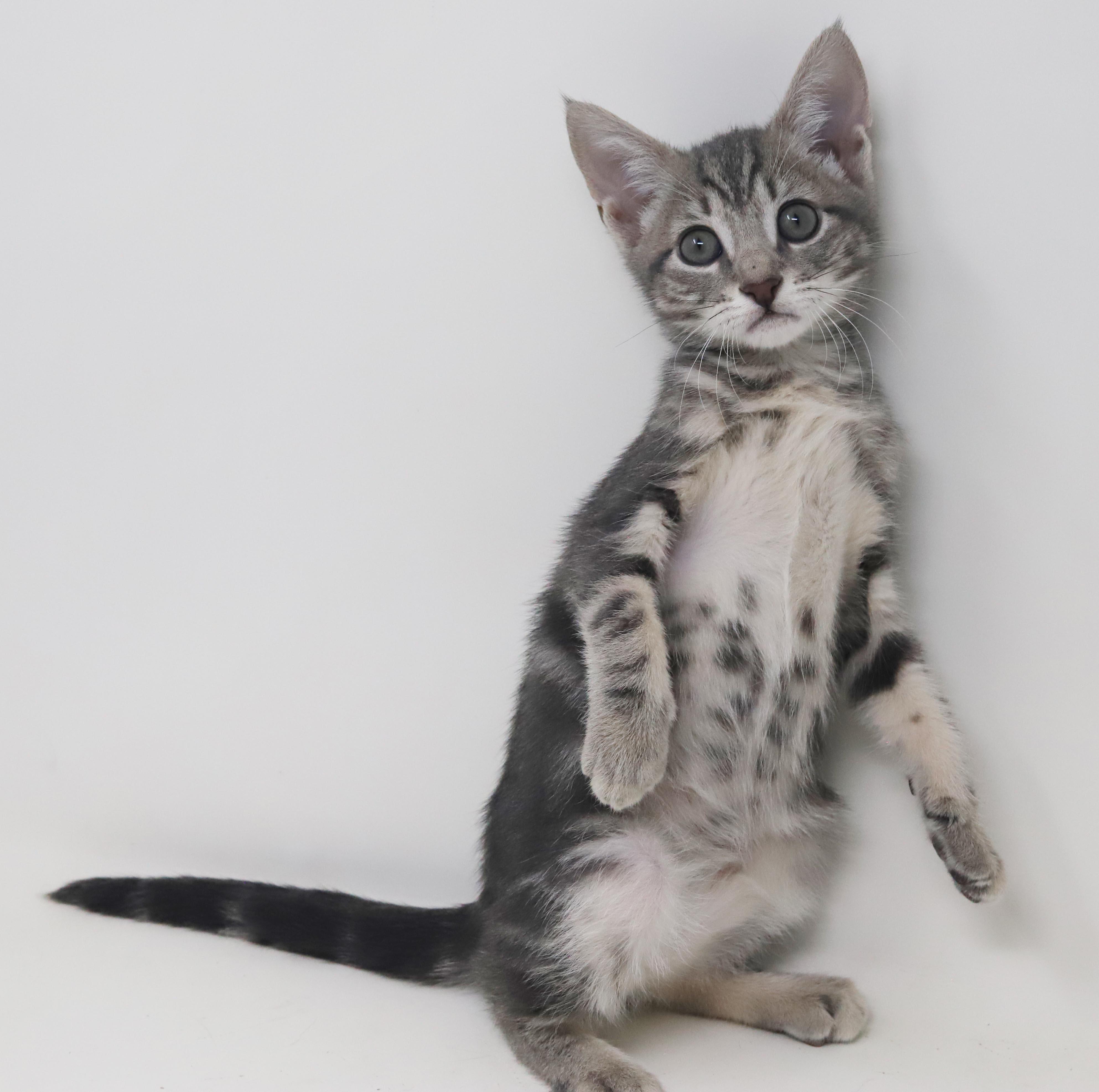 Enlarge Paisley is so pretty petite silvery and SUPER SWEET, a Adoption Pending mixed breed in Bedford Hills, NY image 6/6