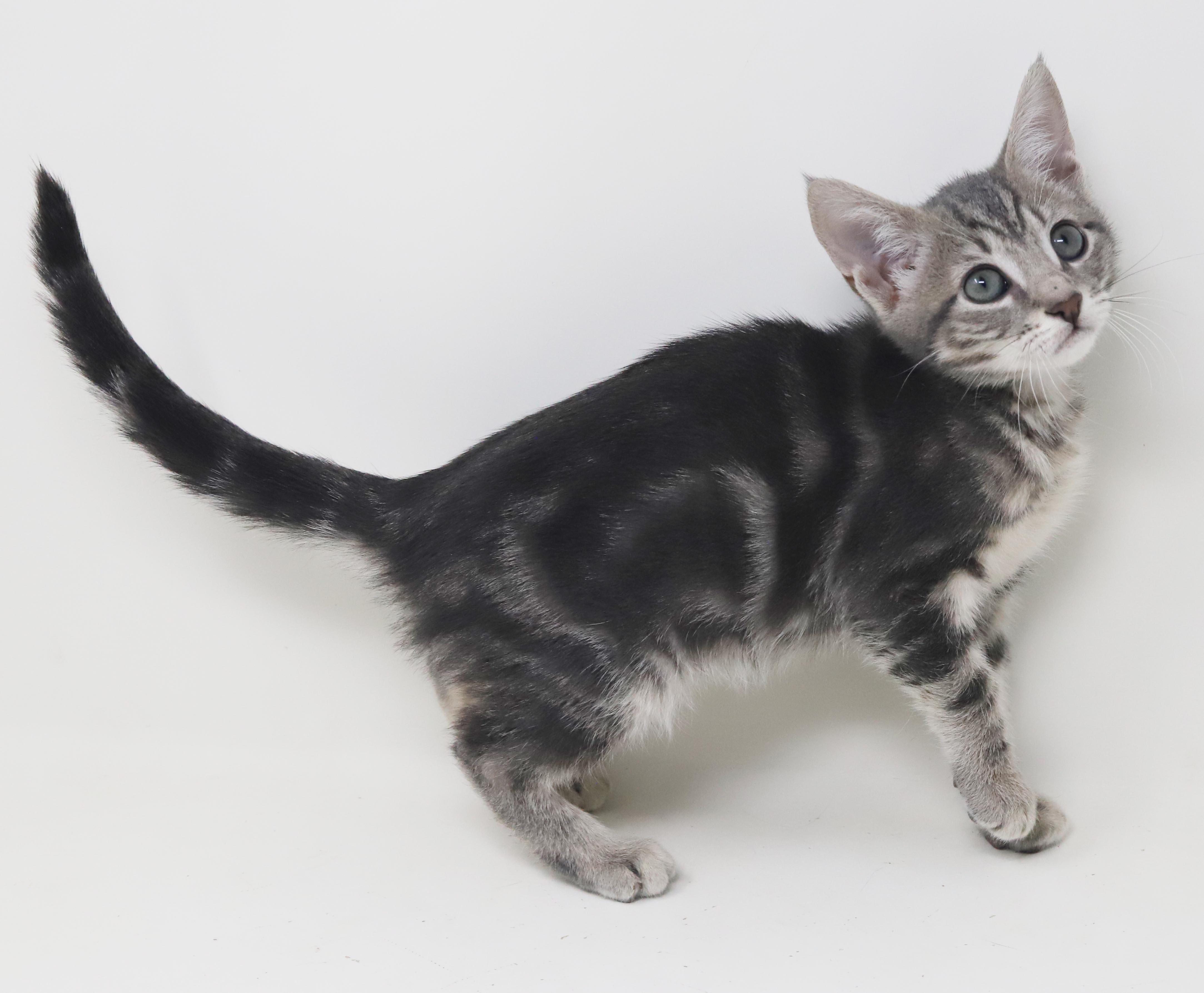 Enlarge Paisley is so pretty petite silvery and SUPER SWEET, a Adoption Pending mixed breed in Bedford Hills, NY image 5/6