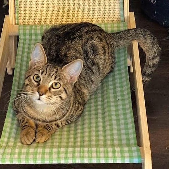 Enlarge Molly, a Adoptable mixed breed in Melbourne, FL image 2/3