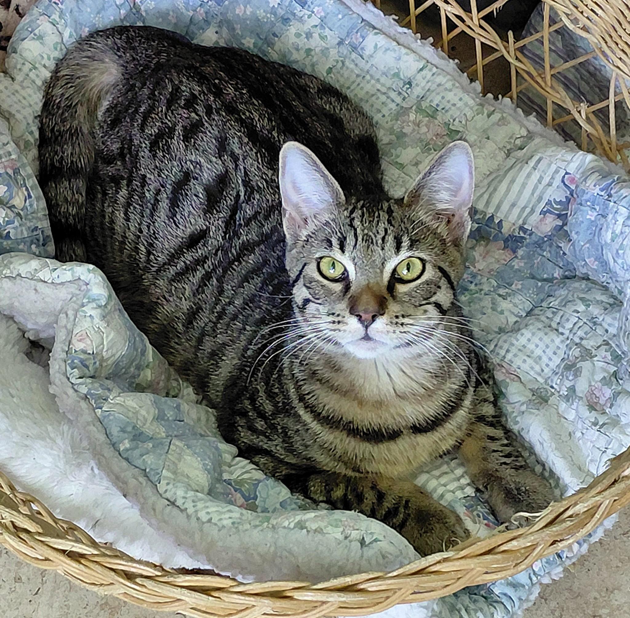 Molly, Adoptable, Kitten Female Tabby & Domestic Short Hair.