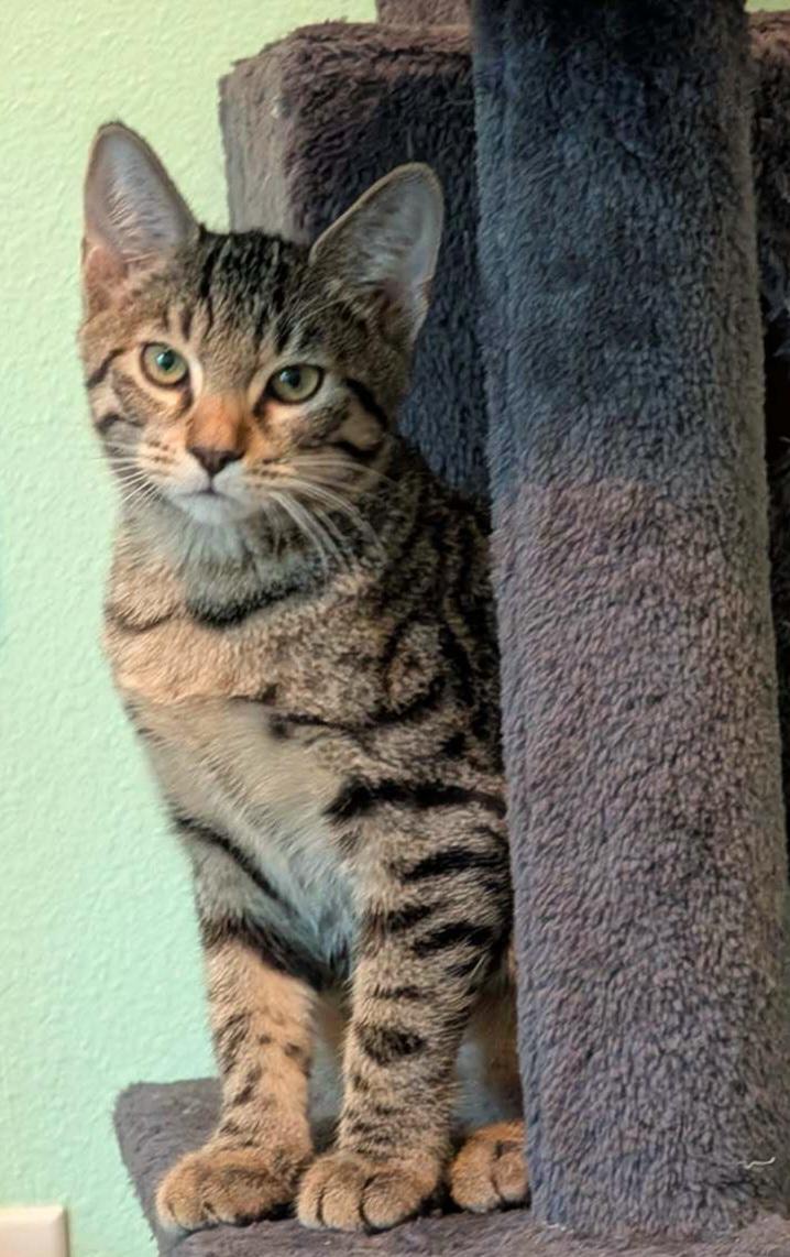 Enlarge Molly, a Adoptable mixed breed in Melbourne, FL image 3/3