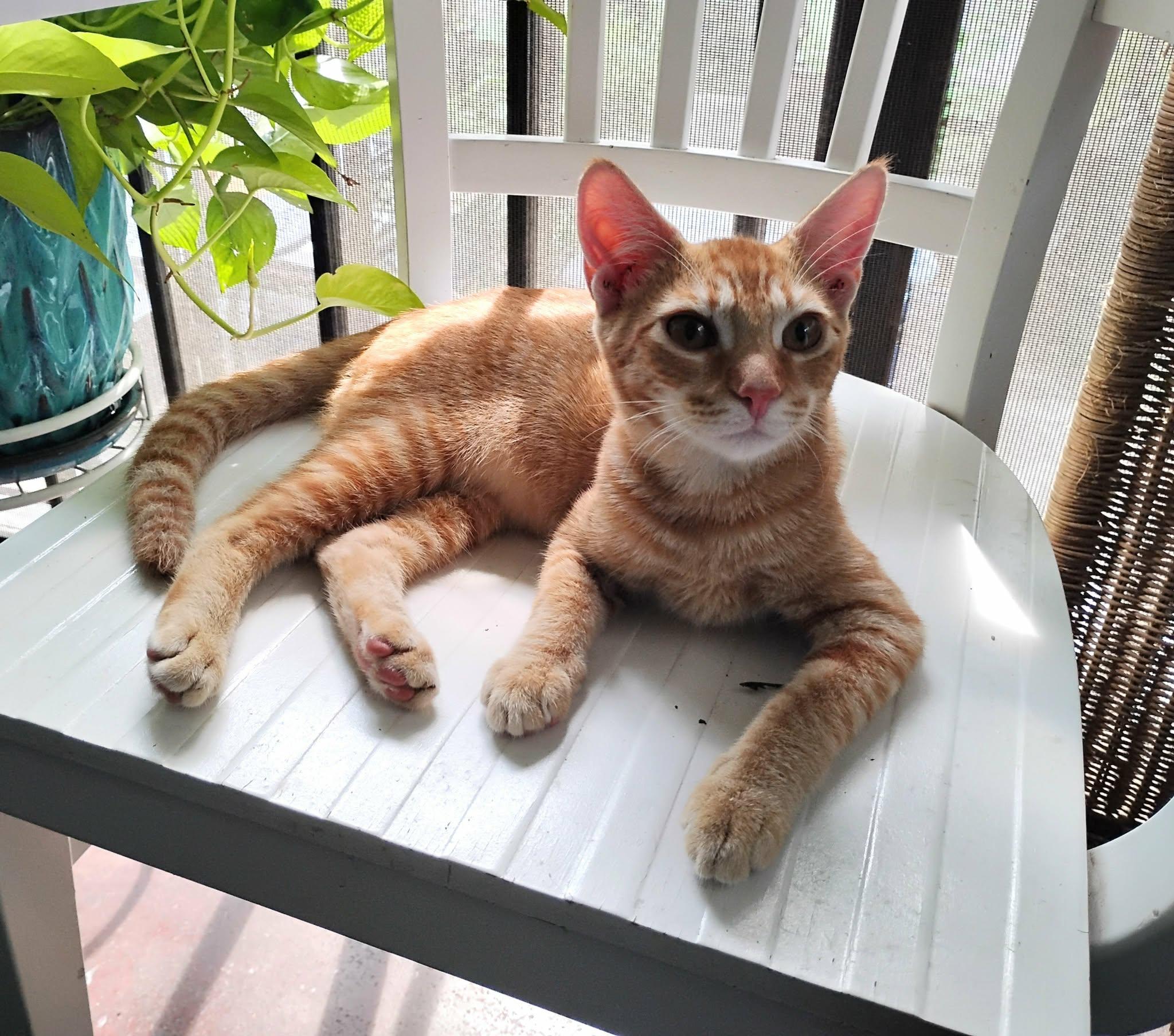 Linus, ADOPTABLE, Kitten Male Tabby.
