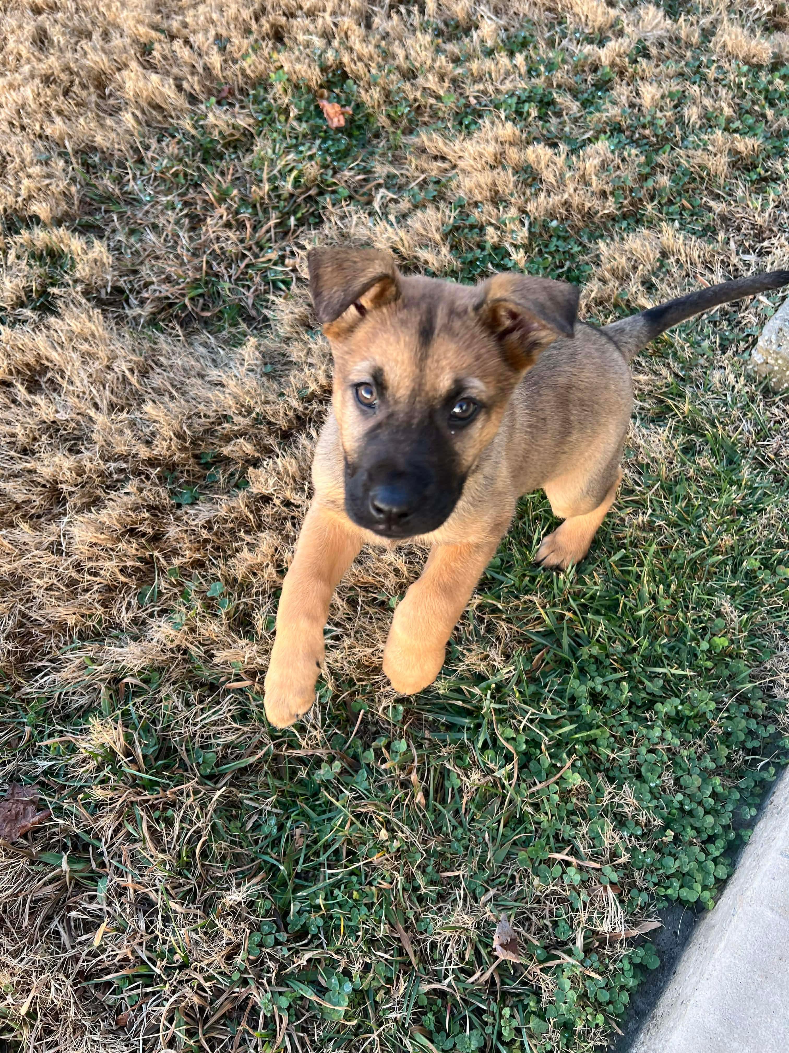 Charley, ADOPTABLE, Puppy Female German Shepherd Dog.