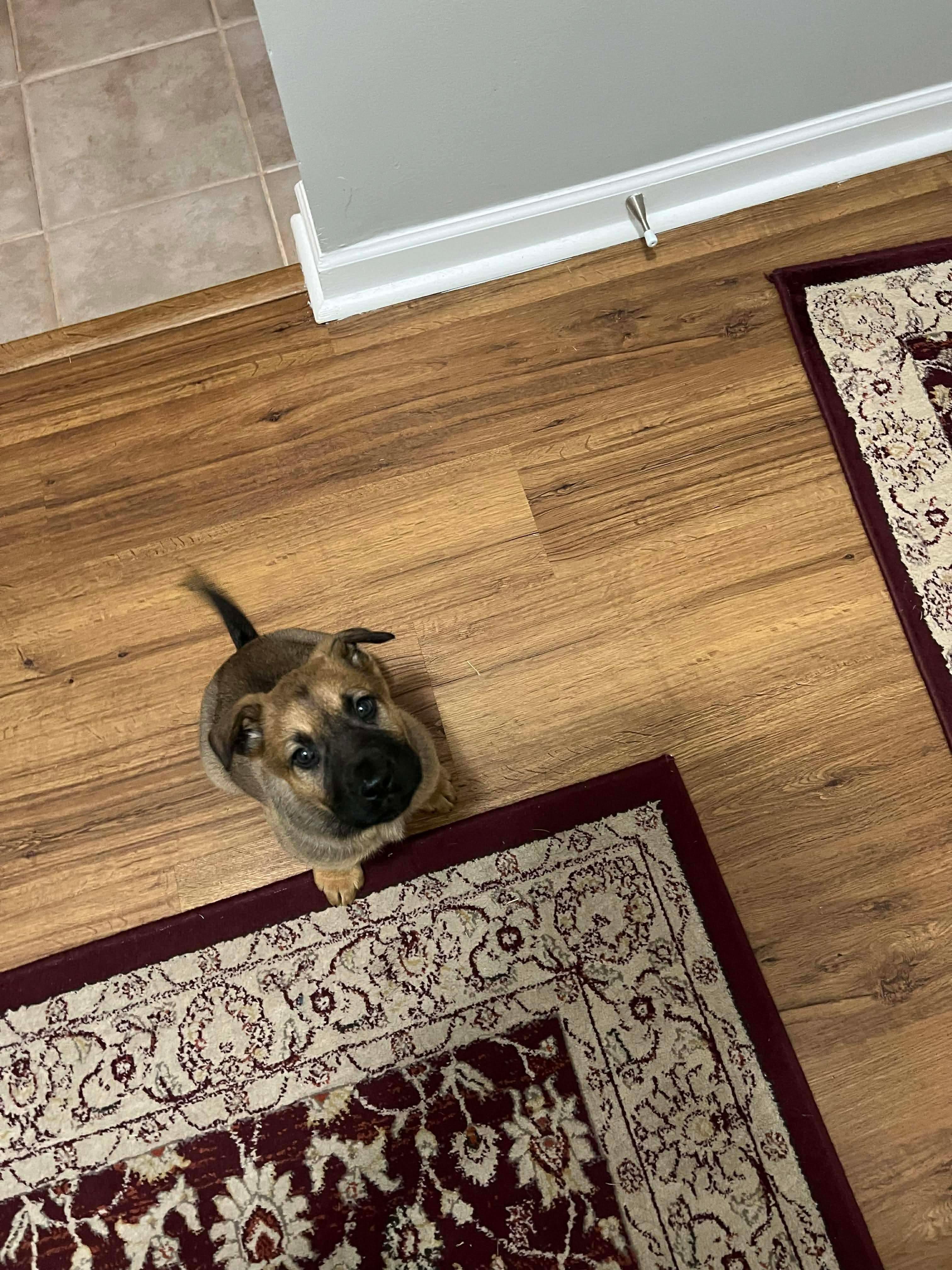 Enlarge Charley, an adopted mixed breed in Kannapolis, NC image 2/3