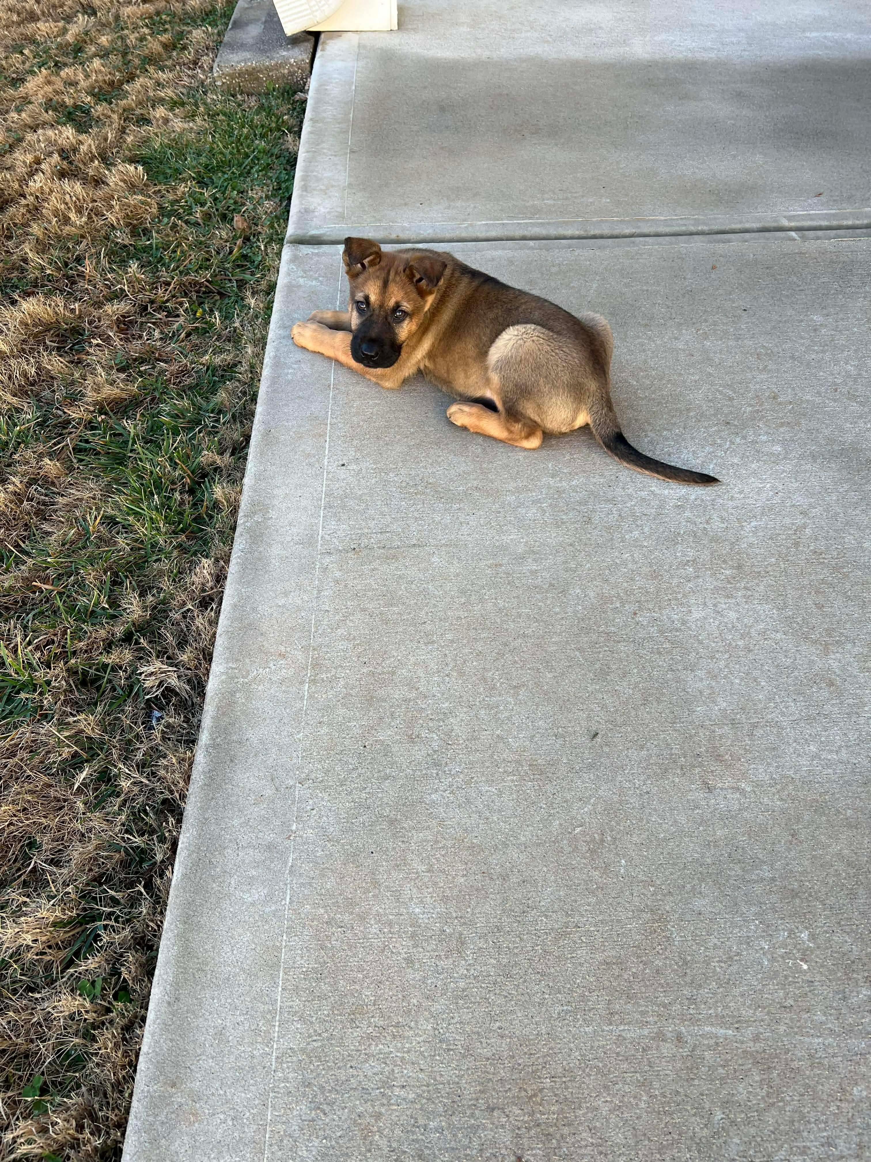 Enlarge Charley, an adopted mixed breed in Kannapolis, NC image 3/3