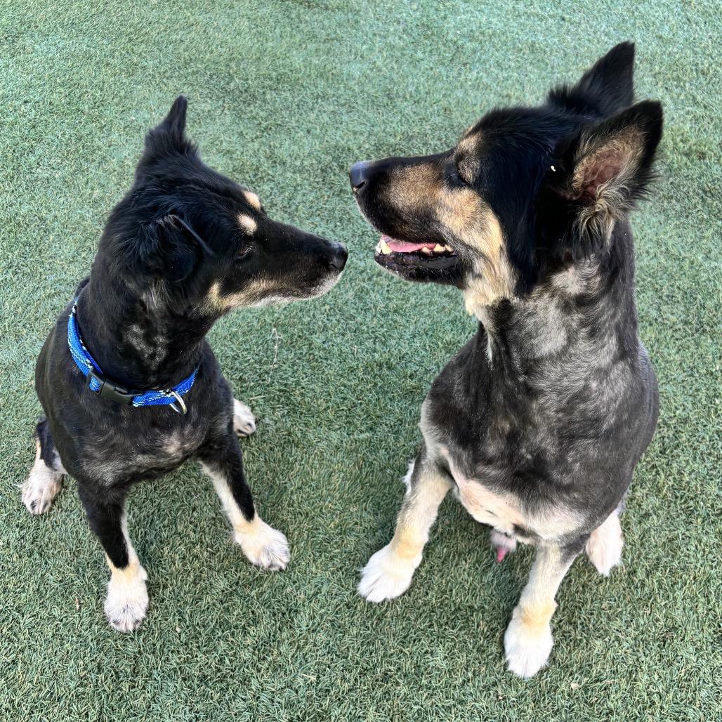 Enlarge Levi, a Adoptable German Shepherd Dog in Kanab, UT image 1/6