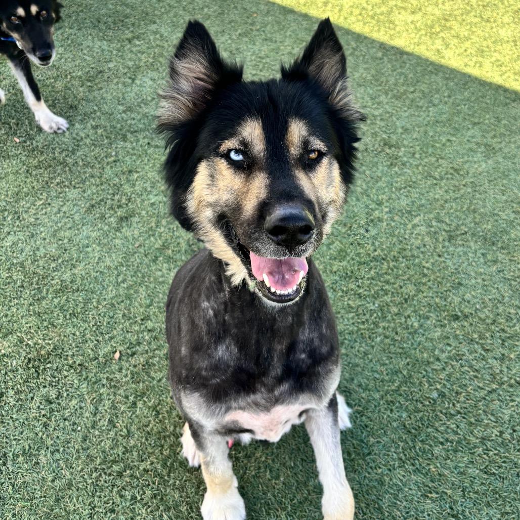 Enlarge Levi, a Adoptable German Shepherd Dog in Kanab, UT image 2/6