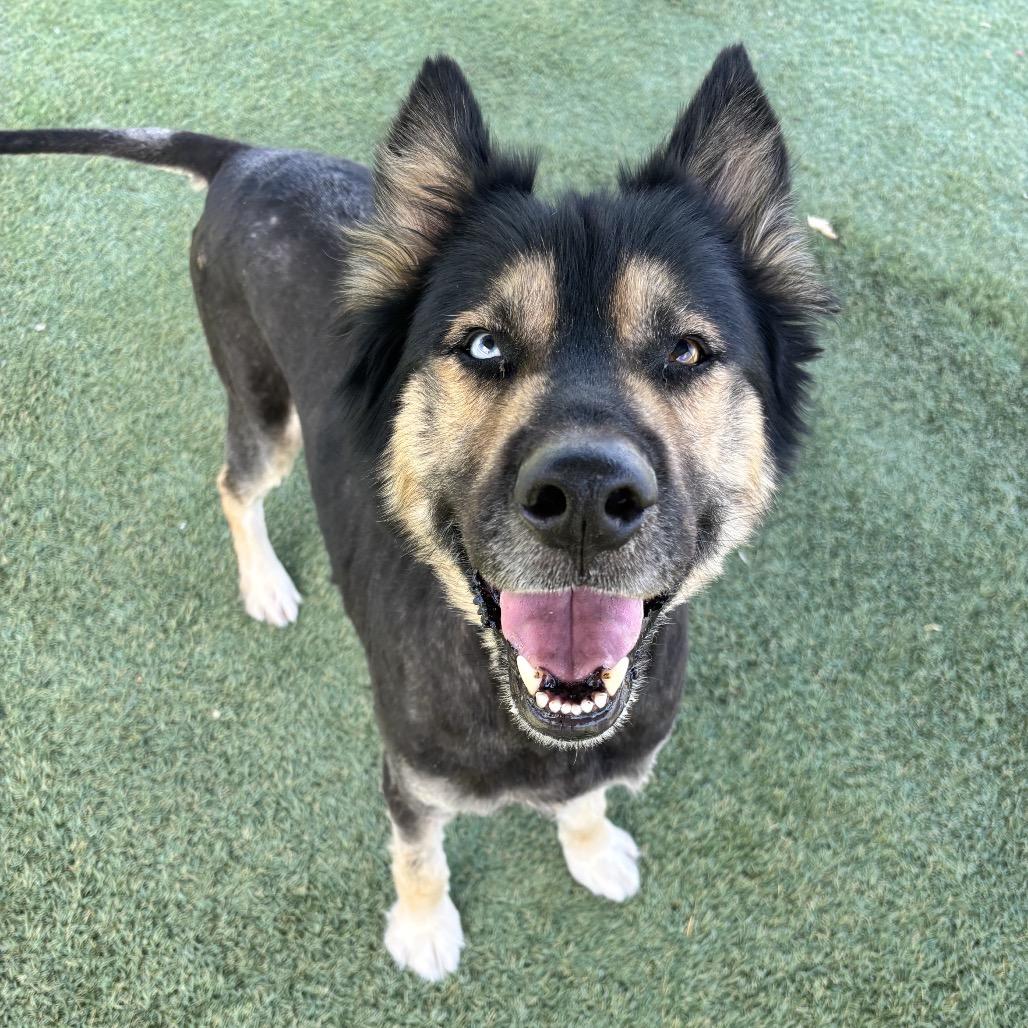 Enlarge Levi, a Adoptable German Shepherd Dog in Kanab, UT image 4/6