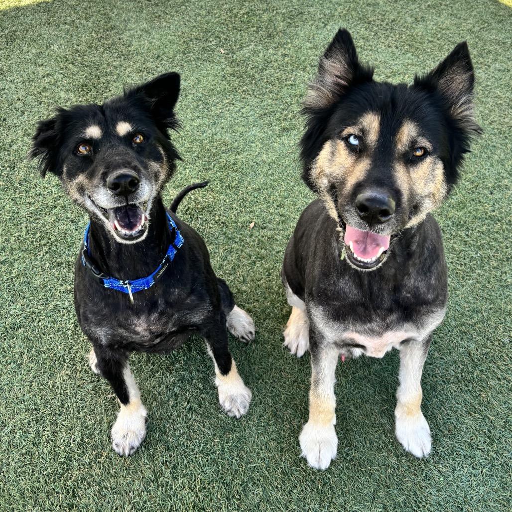 Enlarge Levi, a Adoptable German Shepherd Dog in Kanab, UT image 5/6