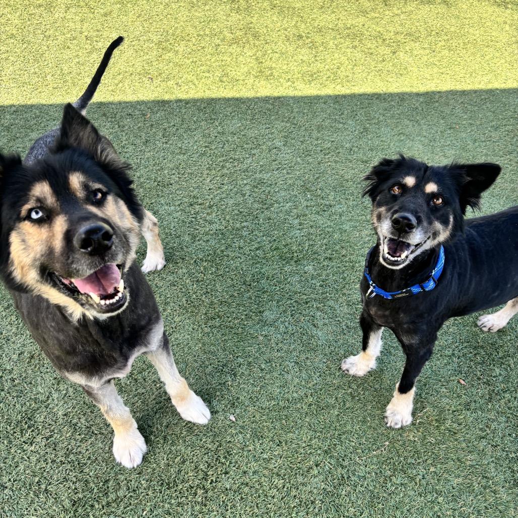 Enlarge Levi, a Adoptable German Shepherd Dog in Kanab, UT image 6/6