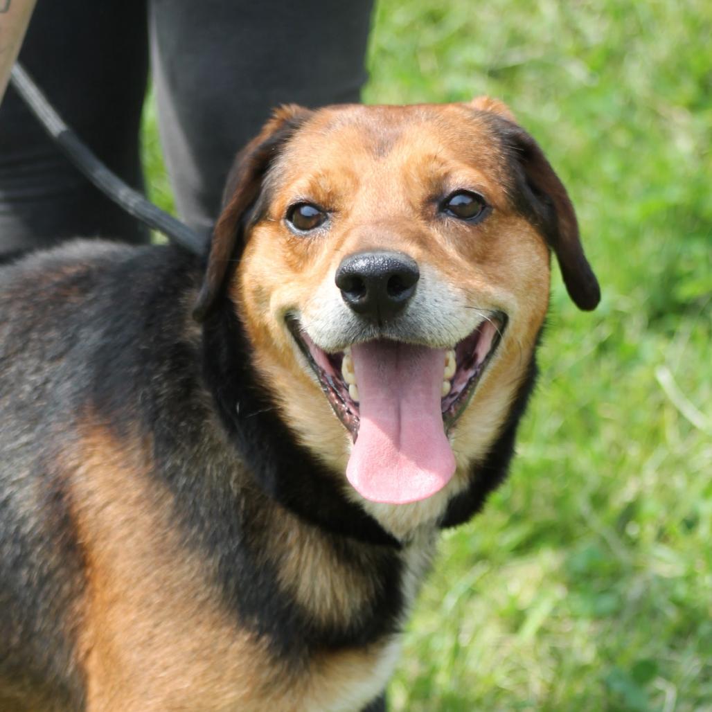 Lance, Adoptable, Adult Male Mixed Breed.