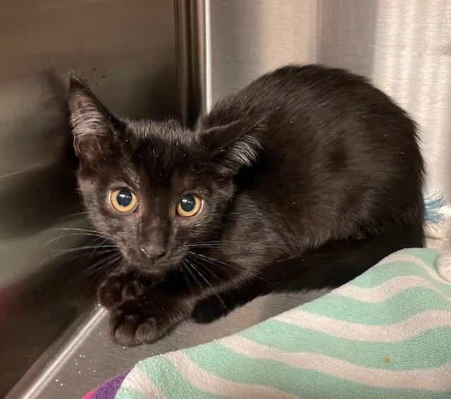 Earp, an adoptable Domestic Short Hair in Prudenville, MI_image-1