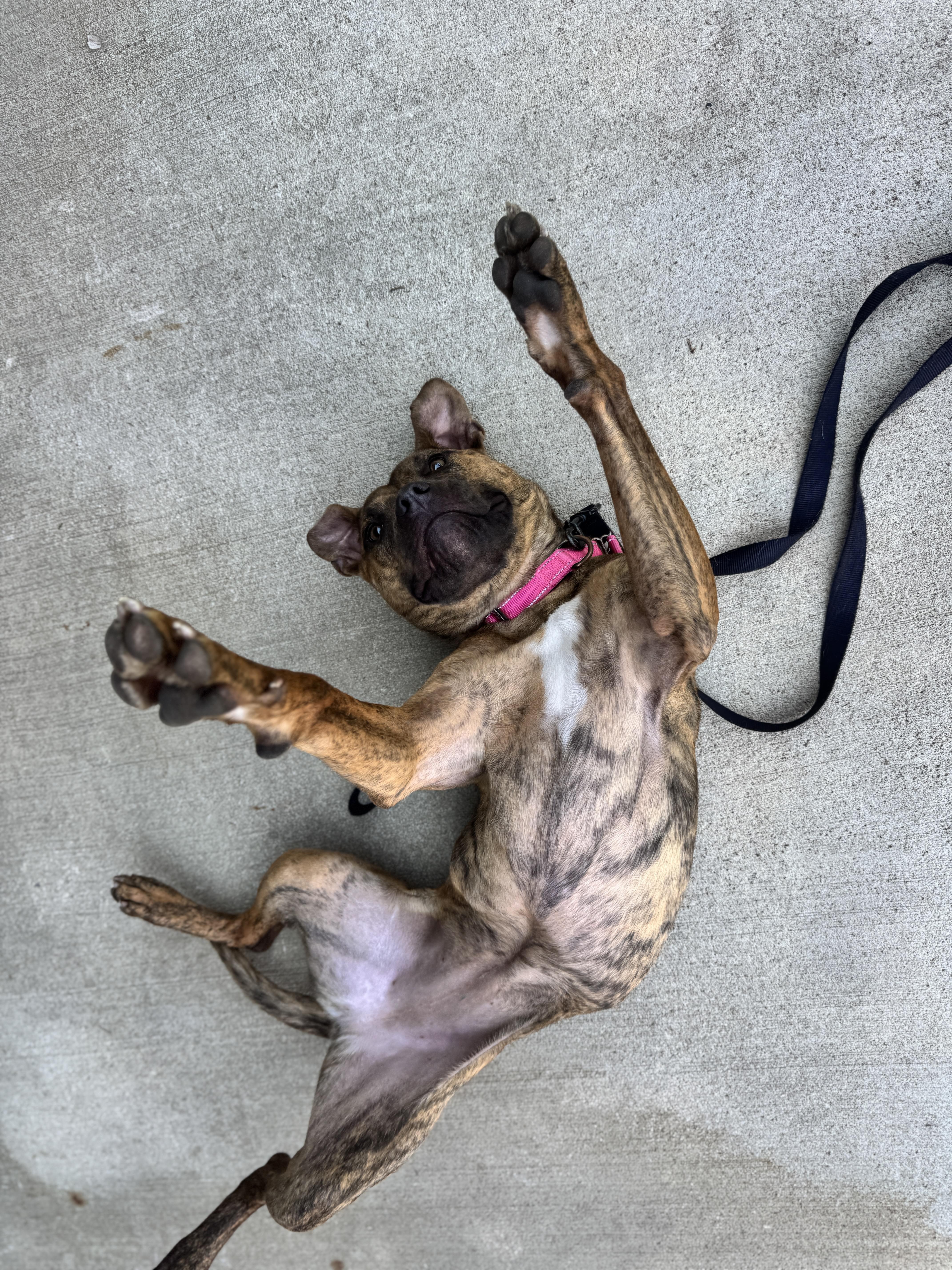 Peaches, an adoptable Pit Bull Terrier in Hackensack, MN, 56452 | Photo Image 5