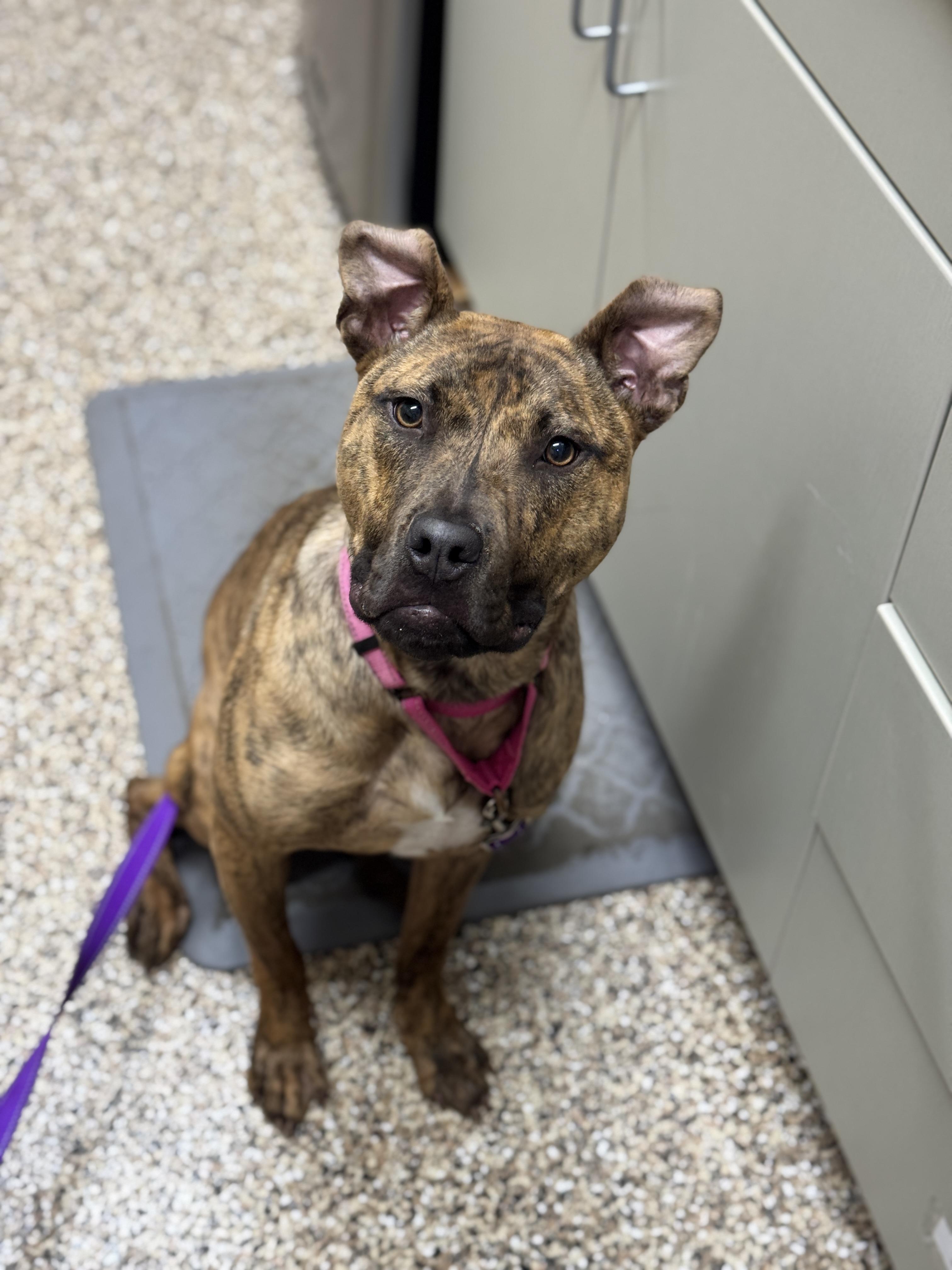 Peaches, an adoptable Pit Bull Terrier in Hackensack, MN, 56452 | Photo Image 4