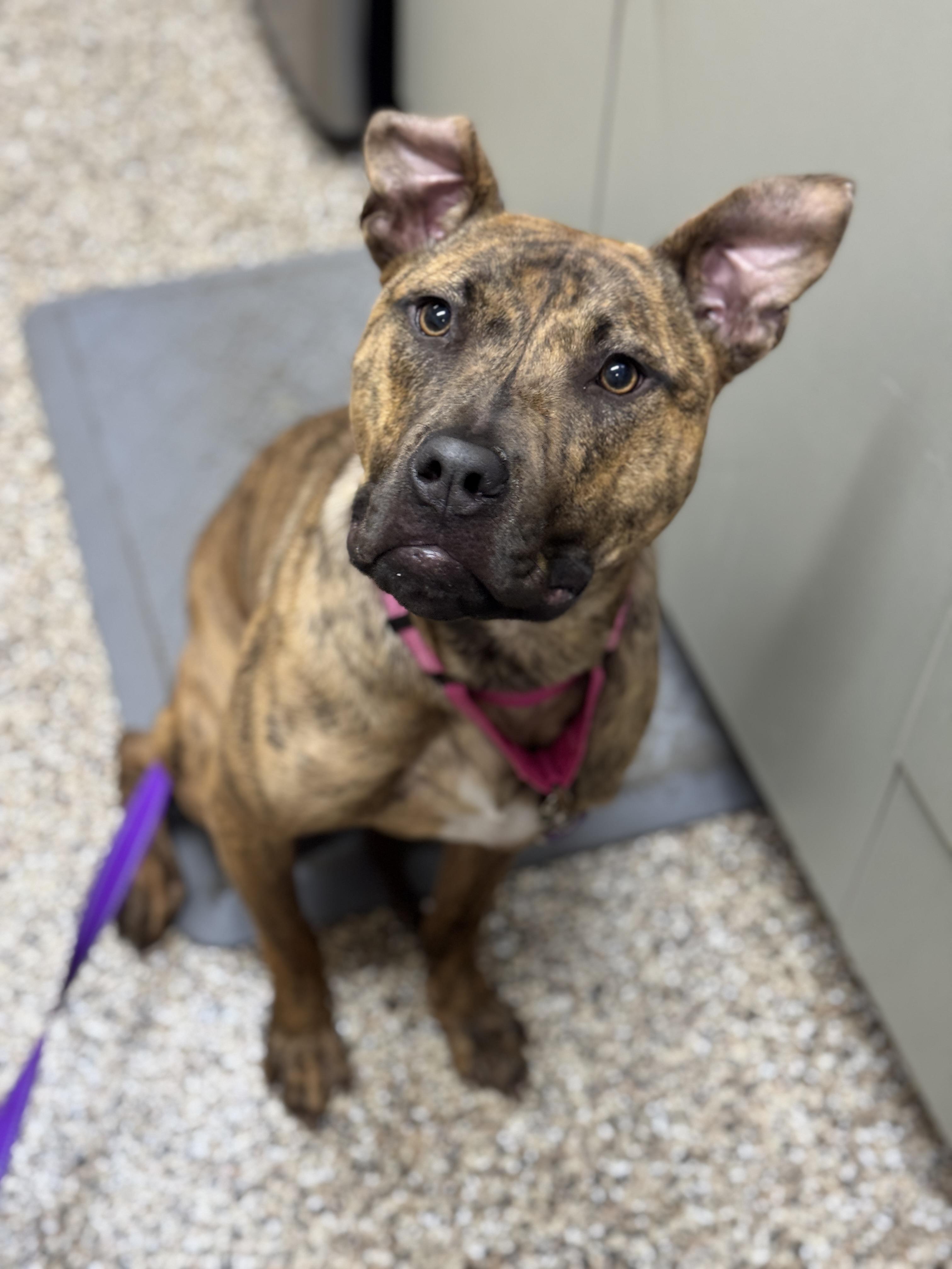 Peaches, an adoptable Pit Bull Terrier in Hackensack, MN, 56452 | Photo Image 2