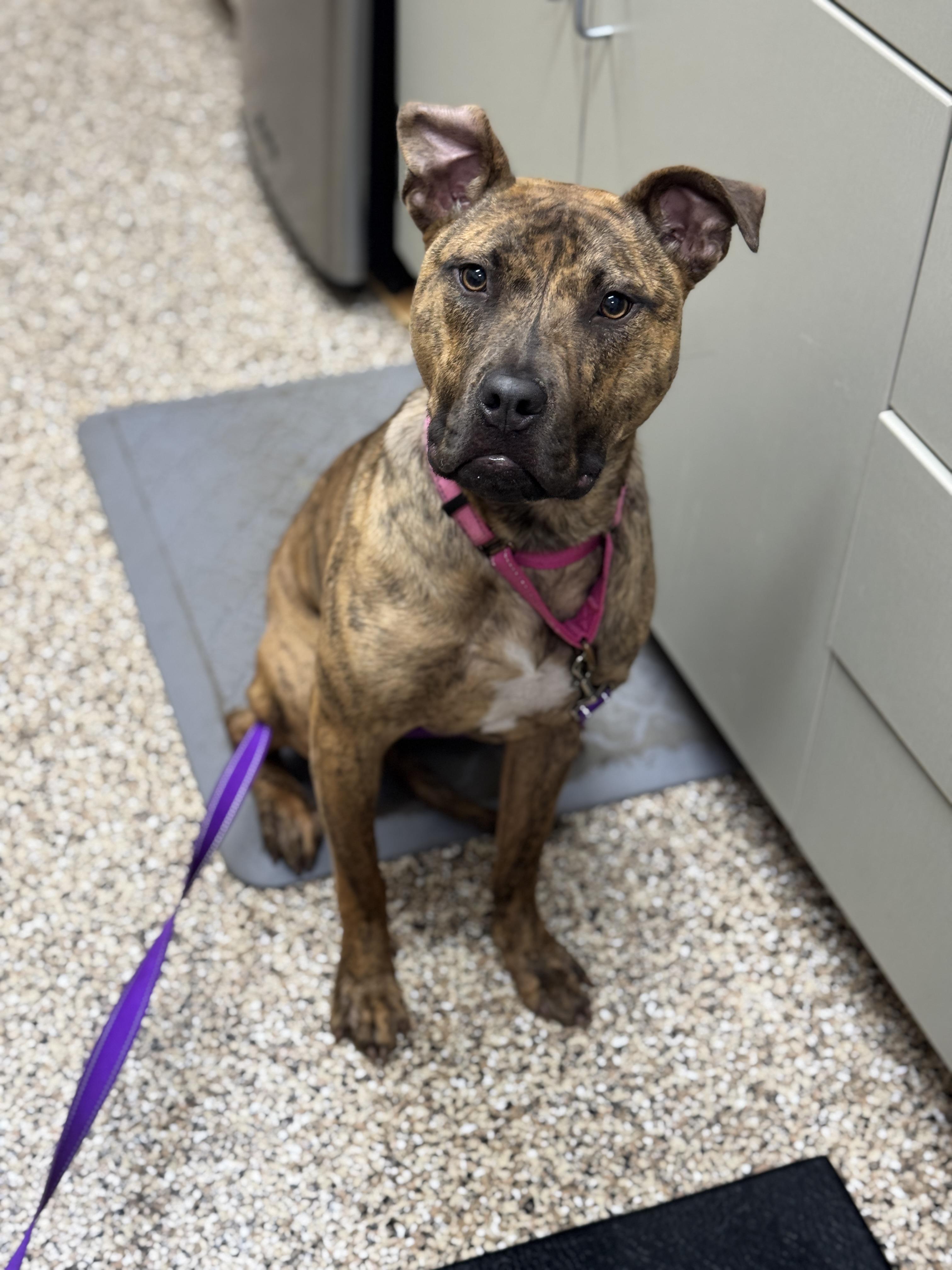 Peaches, an adoptable Pit Bull Terrier in Hackensack, MN, 56452 | Photo Image 3