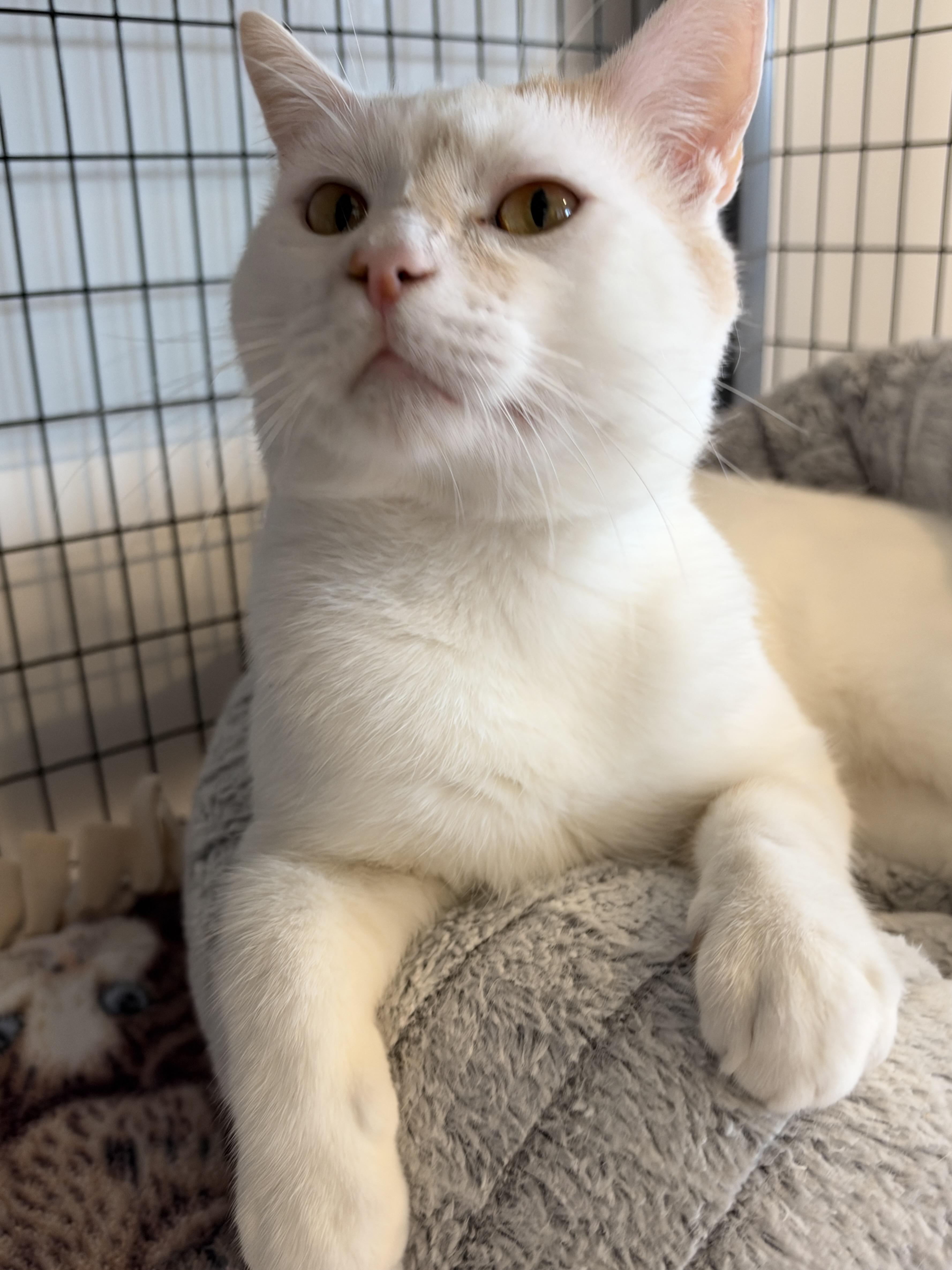 Enlarge Oliver, a Adoptable American Shorthair in Hull, MA image 5/5