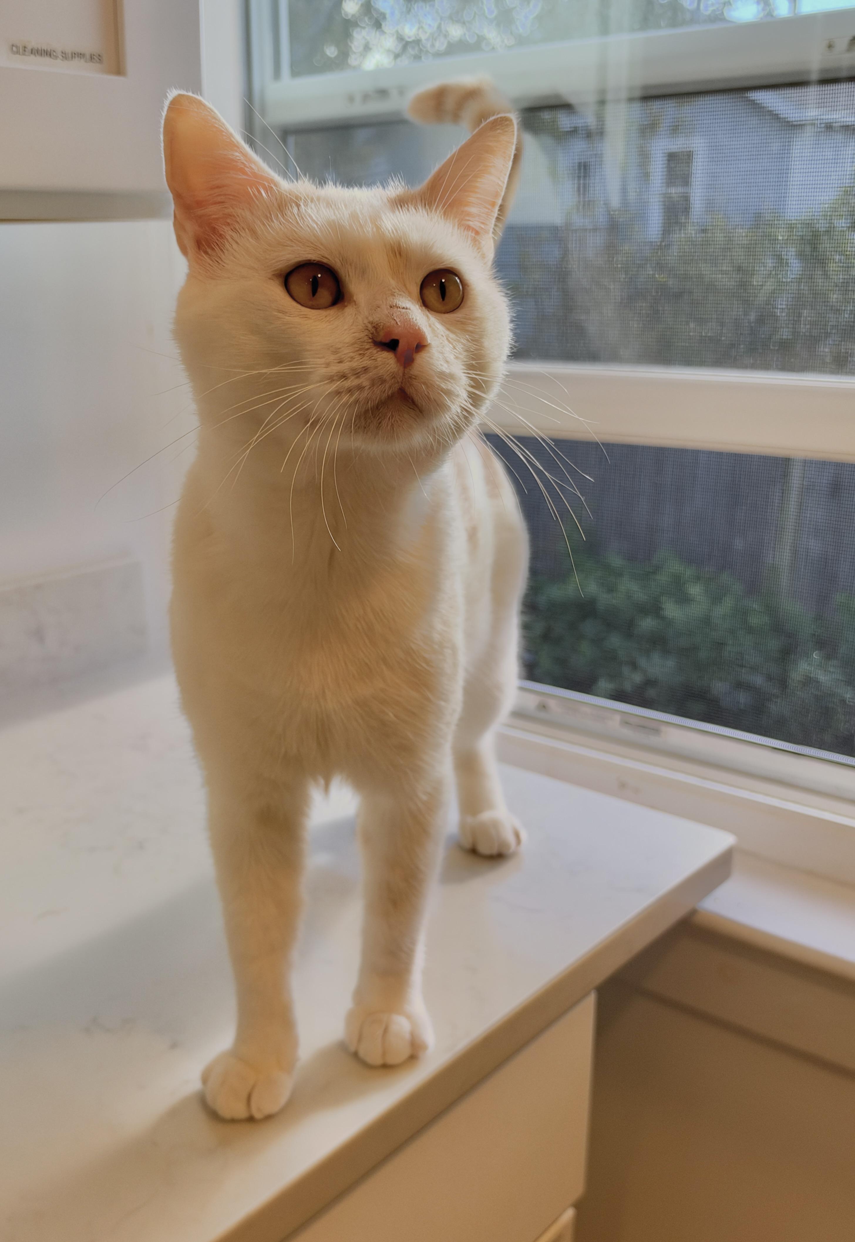 Enlarge Oliver, a Adoptable American Shorthair in Hull, MA image 4/5