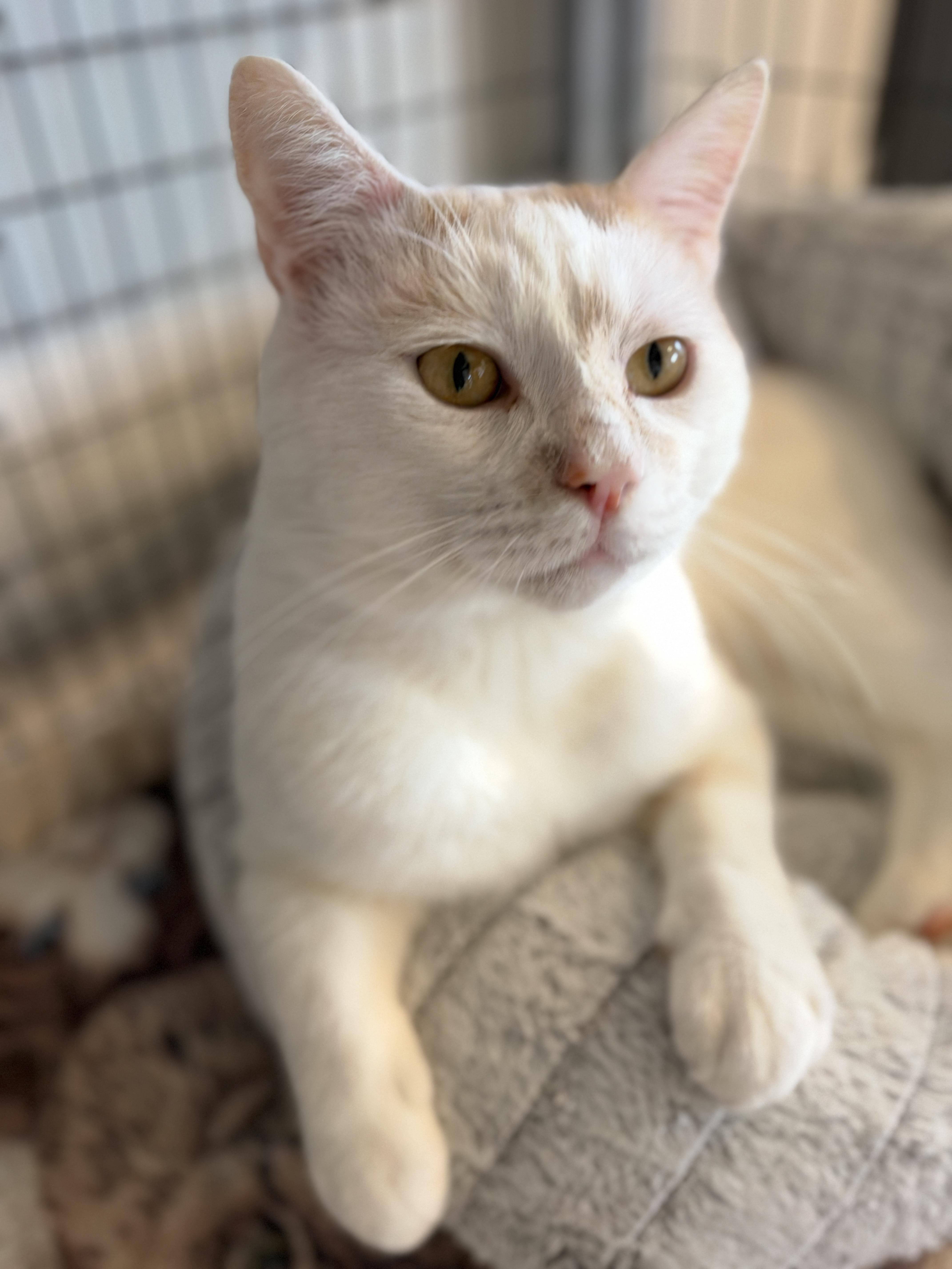 Oliver, Adoptable, Adult Male American Shorthair.