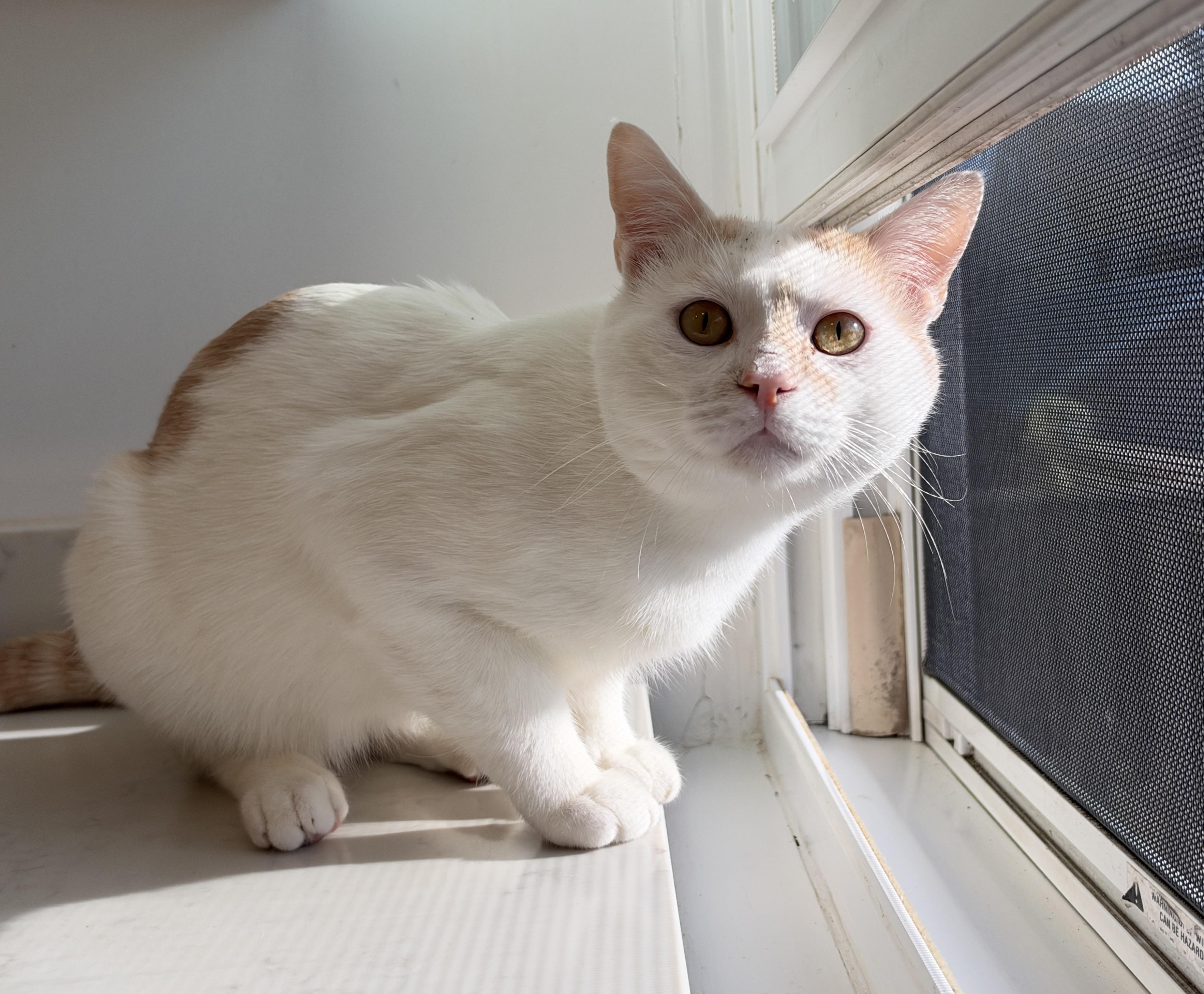 Enlarge Oliver, a Adoptable American Shorthair in Hull, MA image 3/5