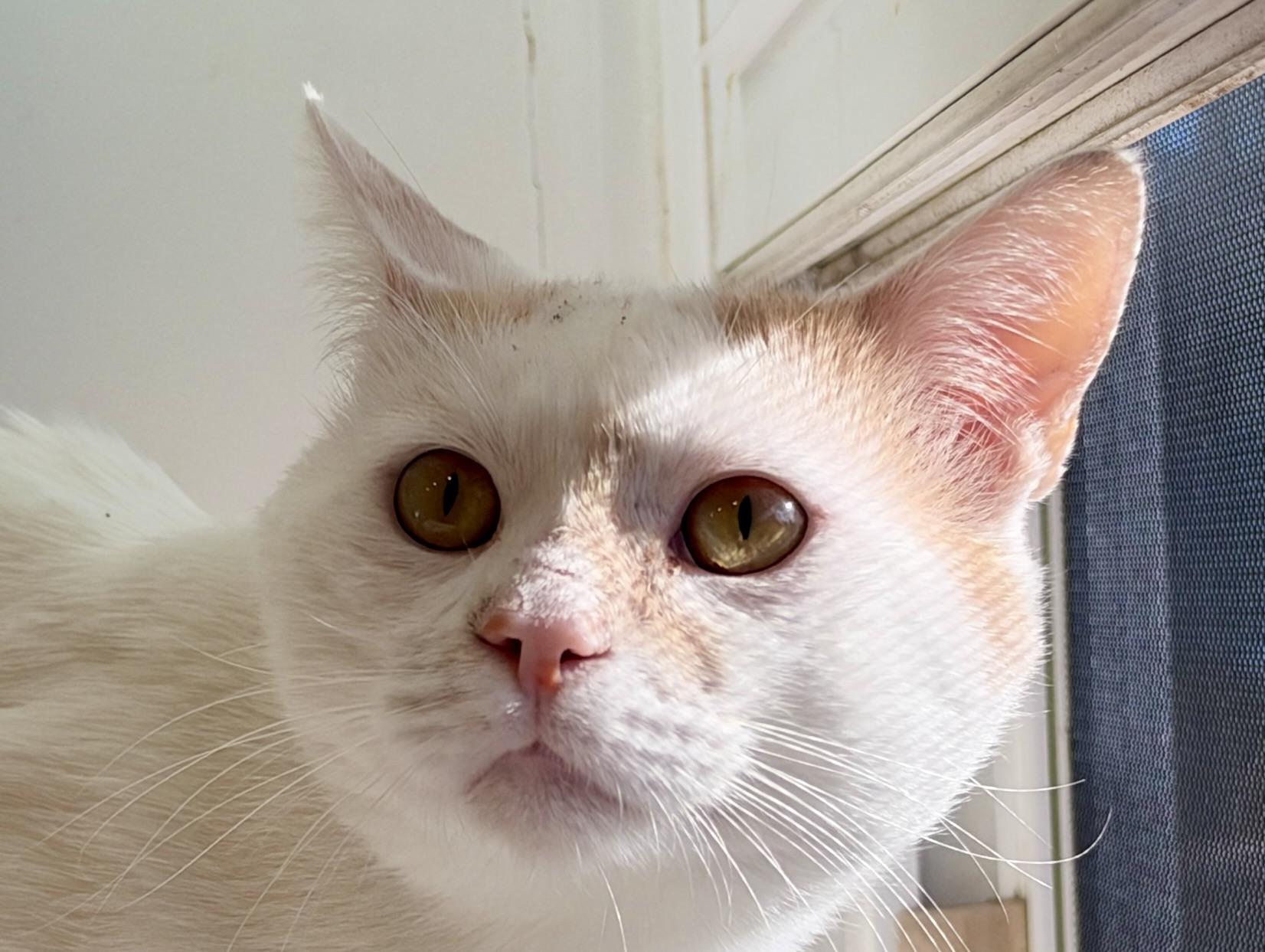 Enlarge Oliver, a Adoptable American Shorthair in Hull, MA image 2/5